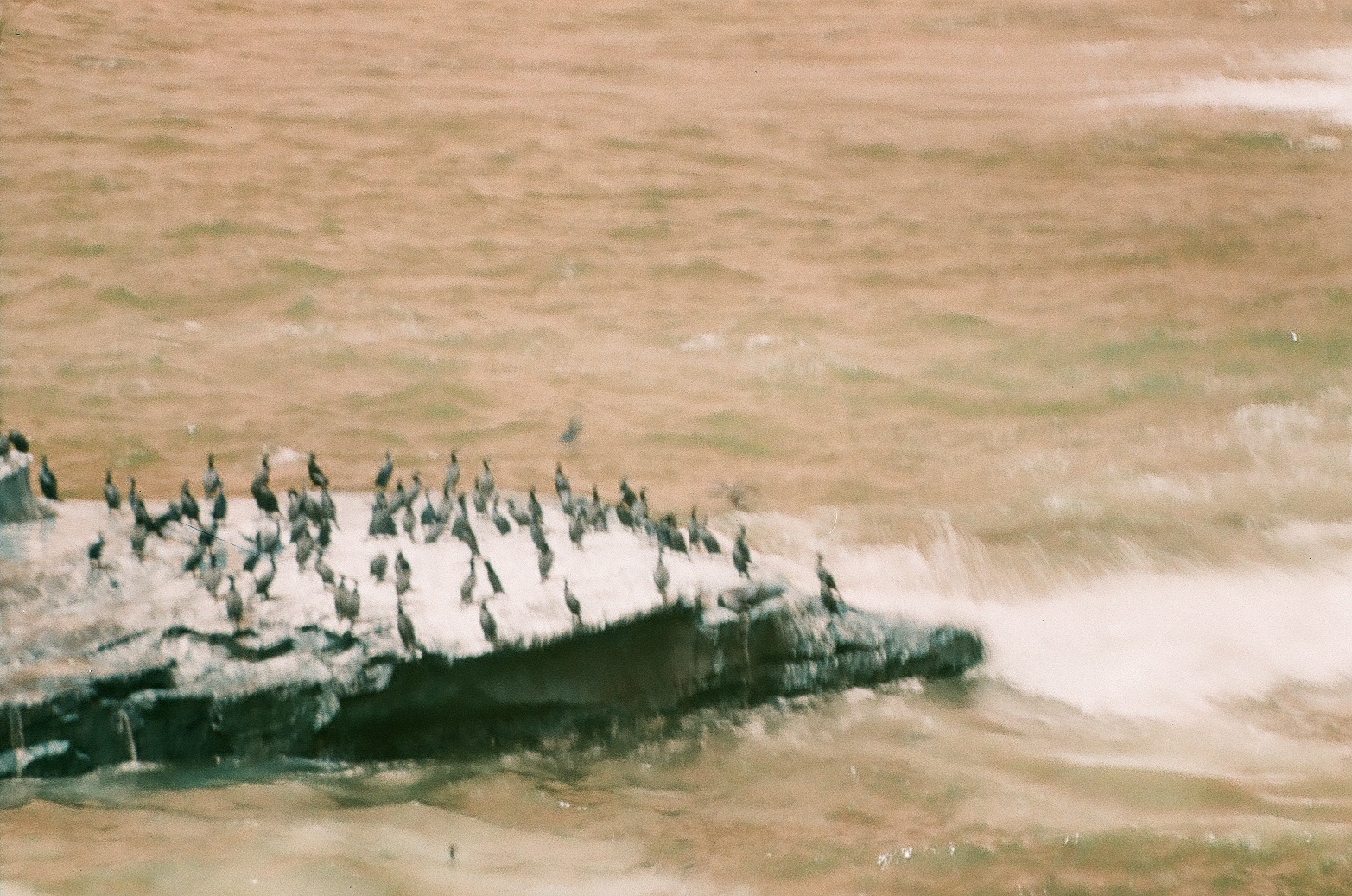A line of dark seabirds crowds a low rock surrounded by softly rippled warm color-shifted water.