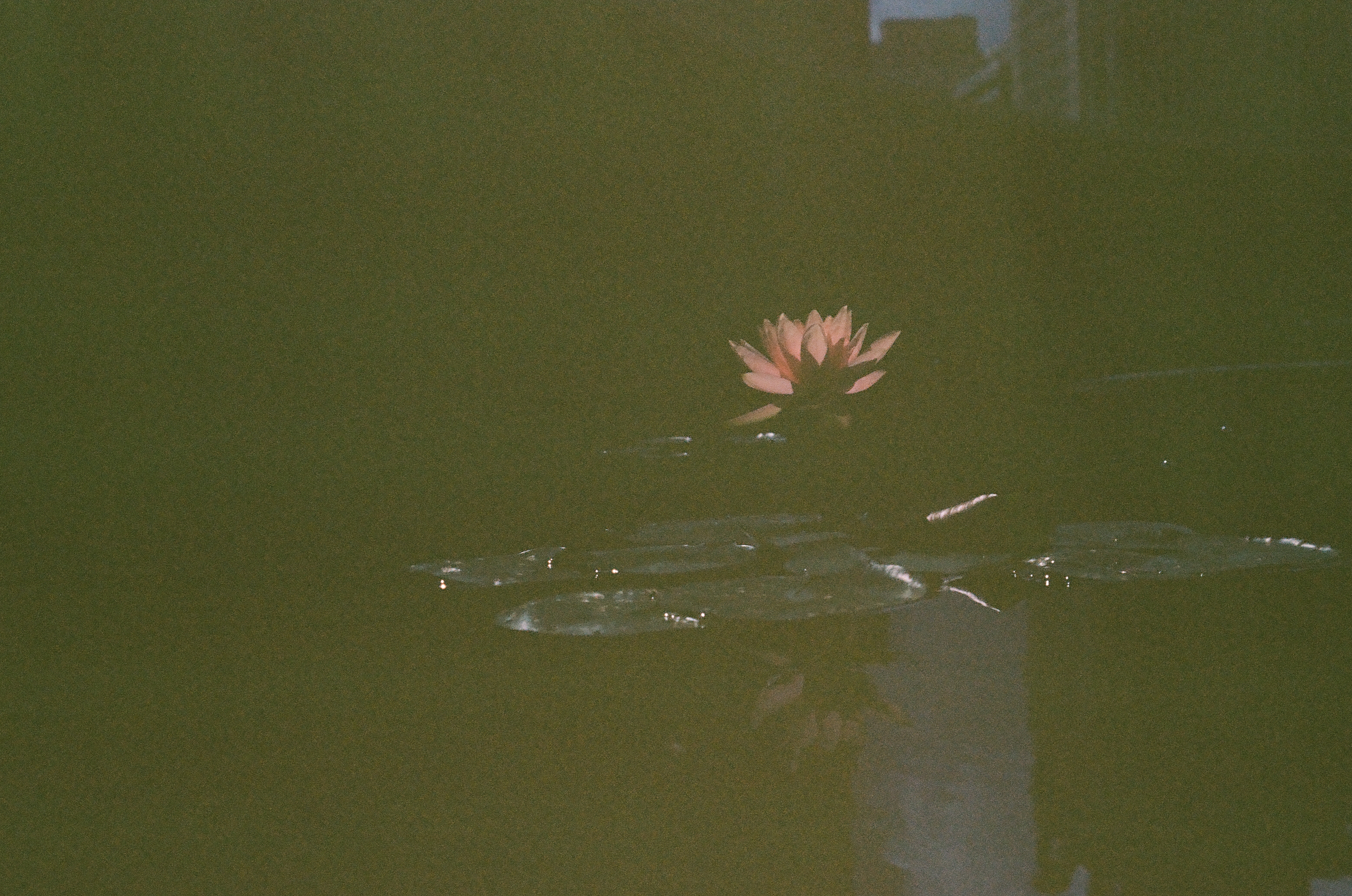 One pink water lily opens above broad pads in deep green water reflecting a shadowed city edge.