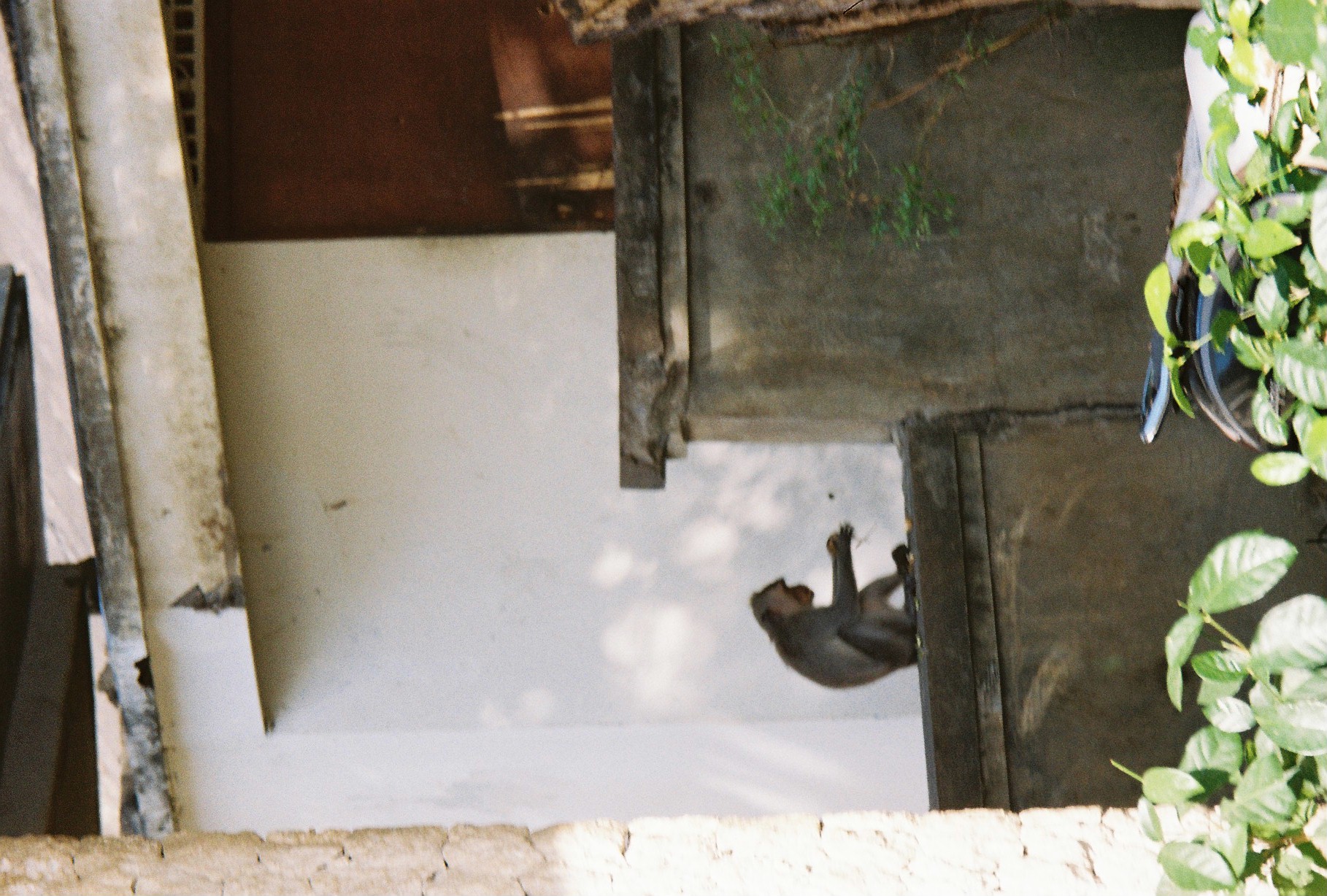 A monkey crouches on a weathered wooden beam in a shaded corner between a white wall and a rust-colored doorway, a vine trailing at the edge.