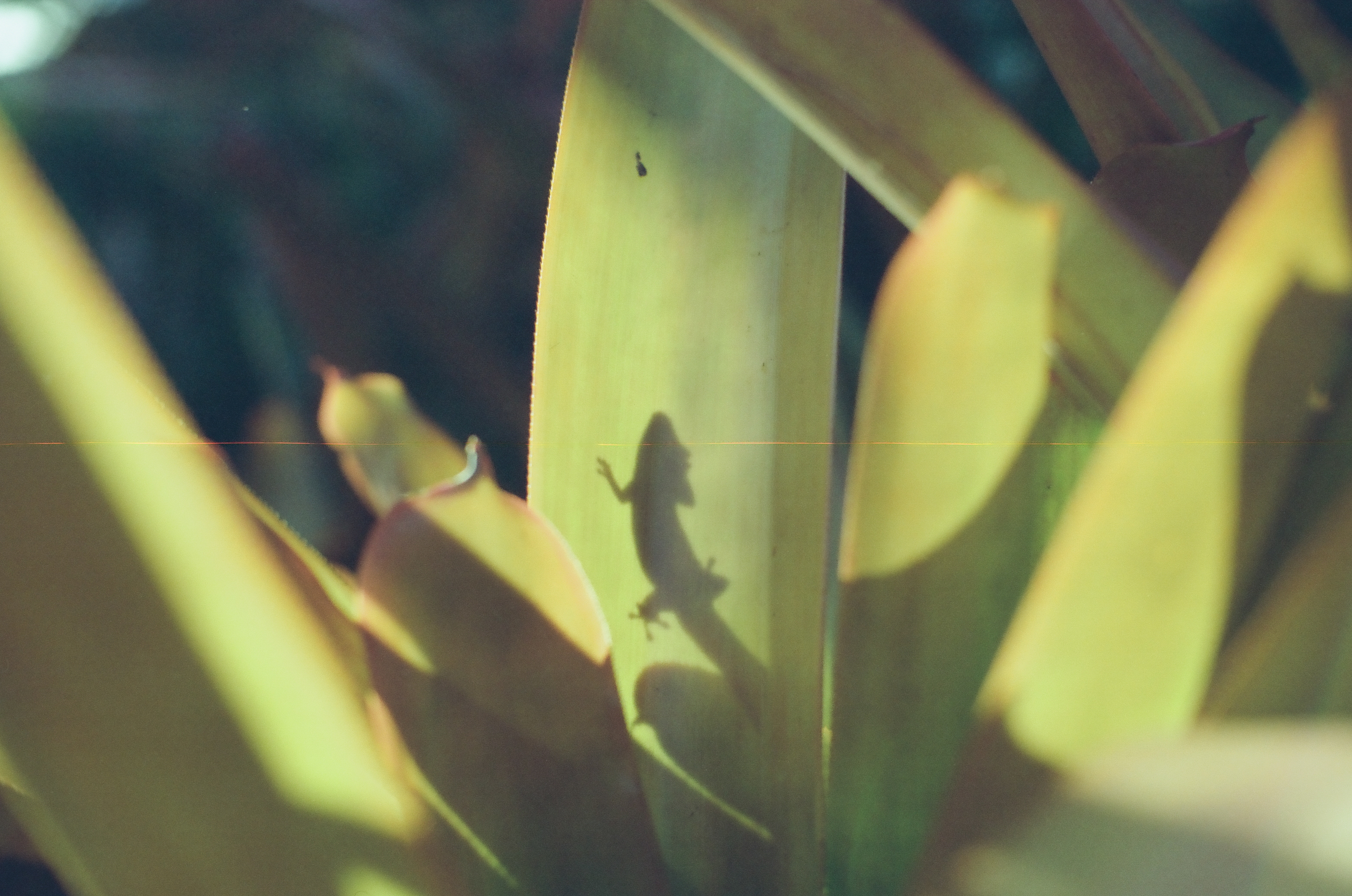 A small long-tailed animal shadow crosses a pale green leaf among softly blurred tropical foliage.