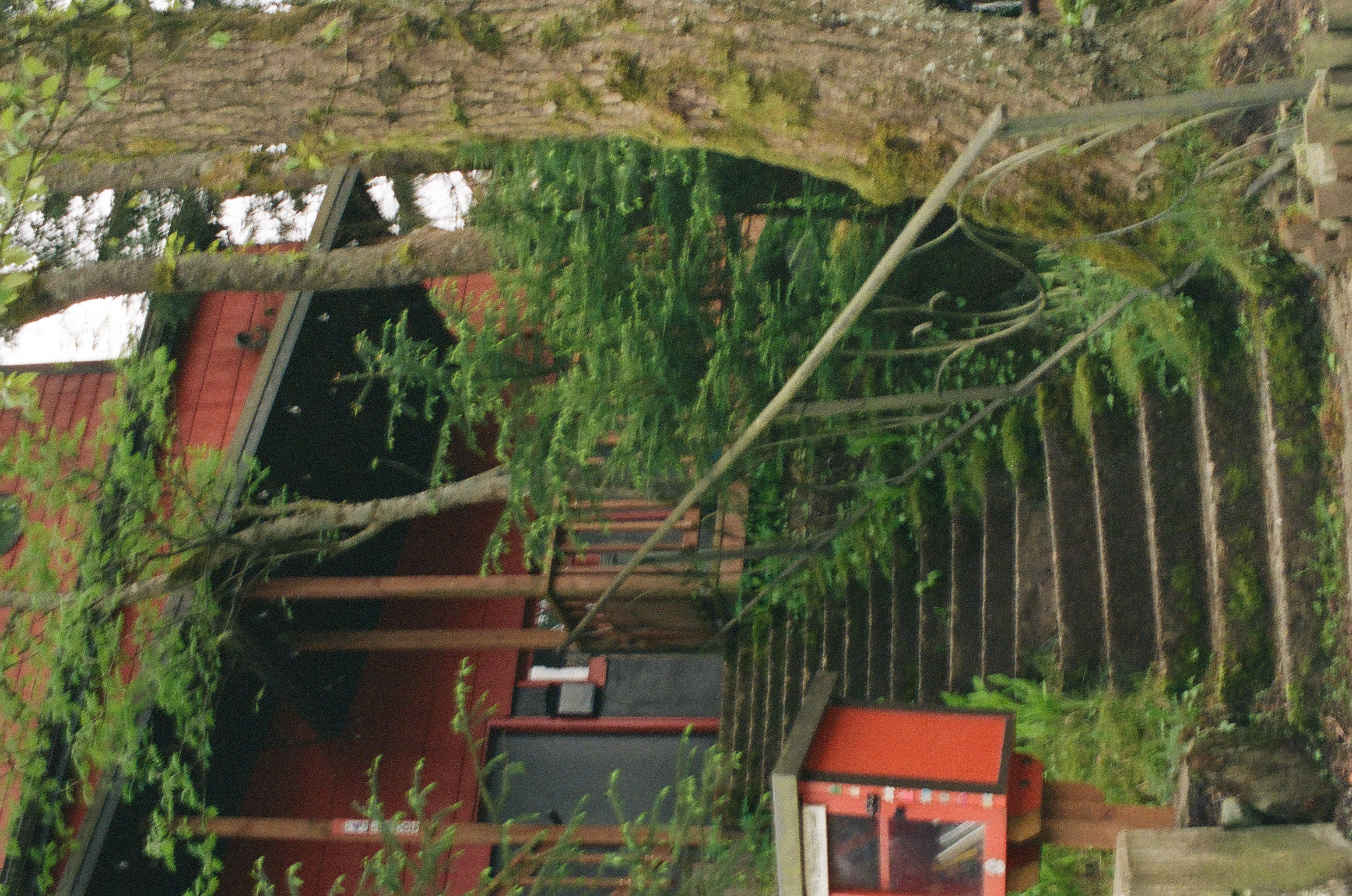 A moss-coated branch overlays a stairway and red-roofed building in a layered double exposure, with a trash bin and small red box below.