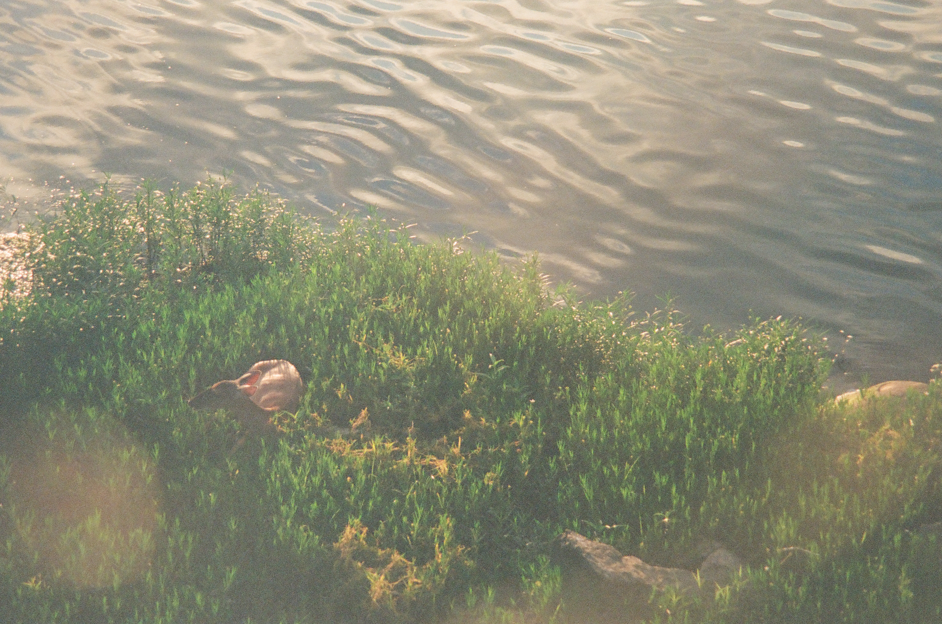 Rippled water spreads across the top of a grassy riverbank, where a small deer grazes near scattered rocks below.