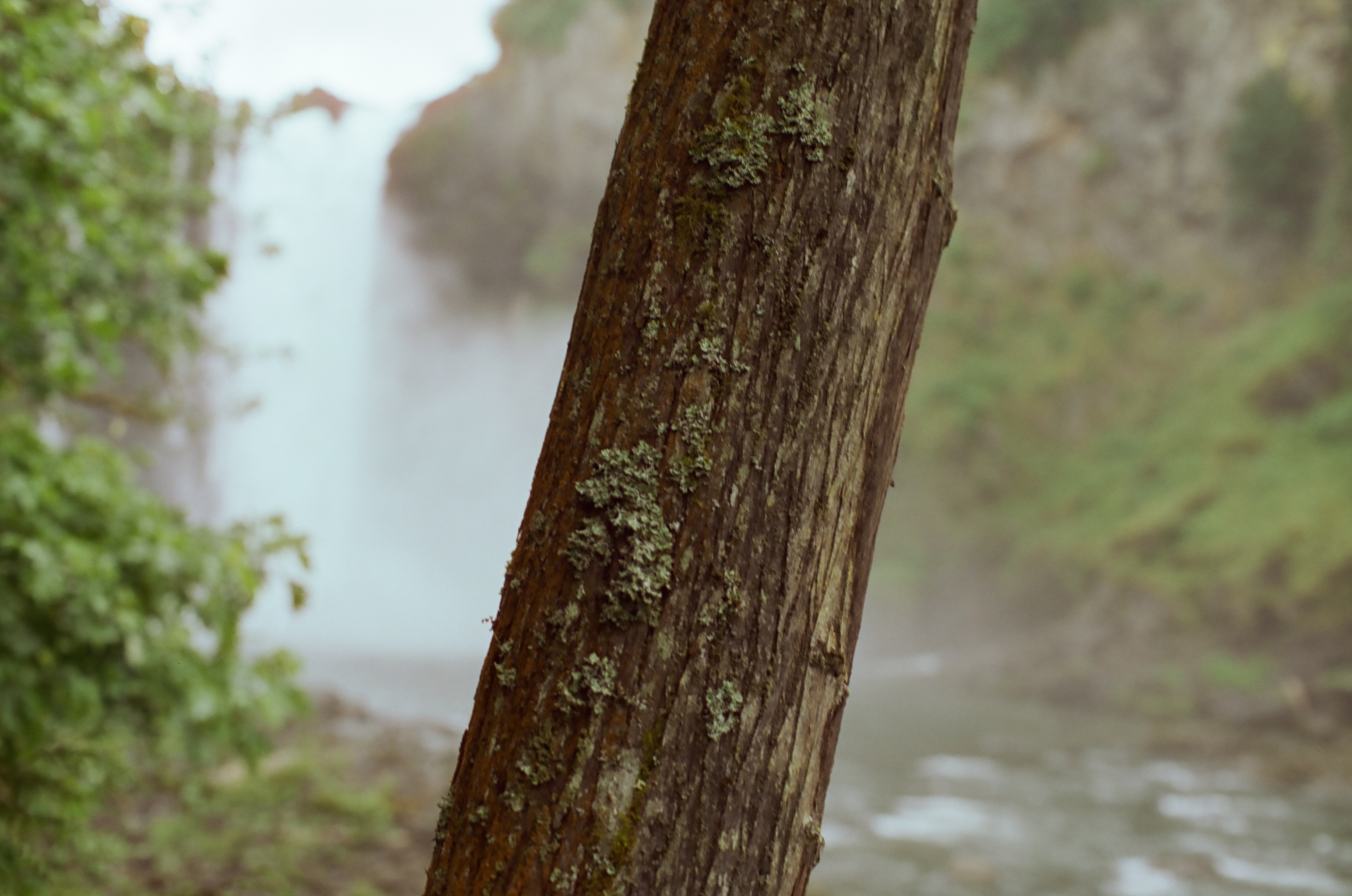 A broad tree trunk fills the foreground while the waterfall appears softly through mist behind it.