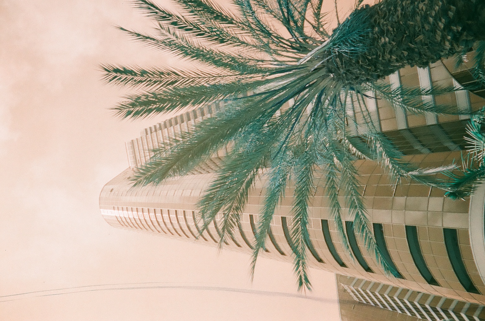 A tall palm rises before a curved modern tower beneath a pale peach color-shifted sky.
