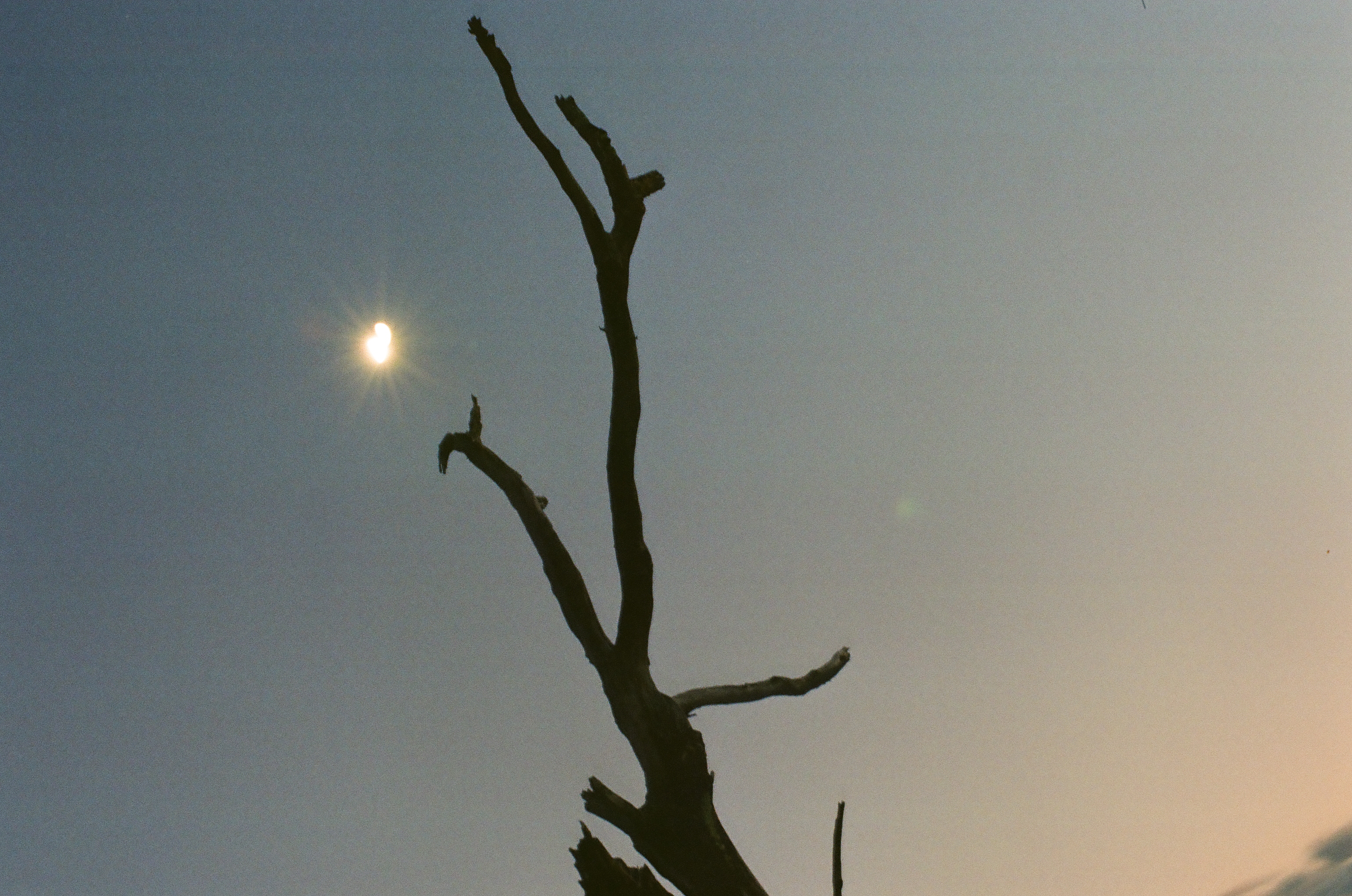 The bare branches of a dead tree stand in silhouette against a gradient sky beside a hazy, star-flared sun.
