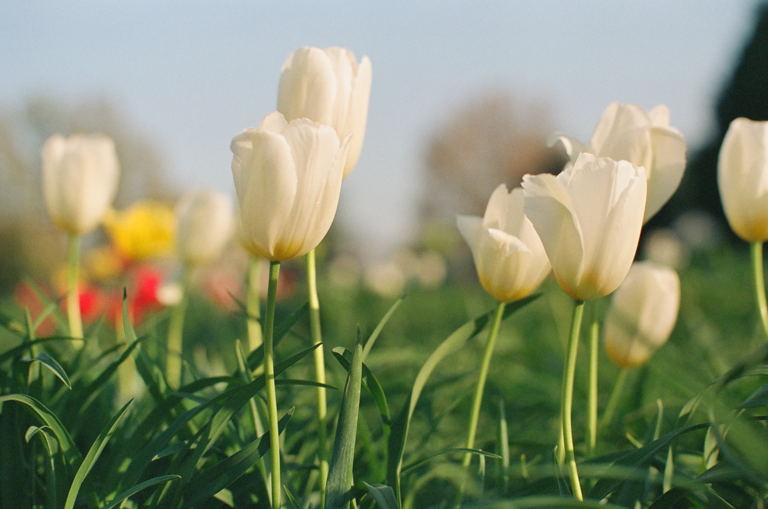White tulips rise from long green leaves with blurred red and yellow blooms in the distance.