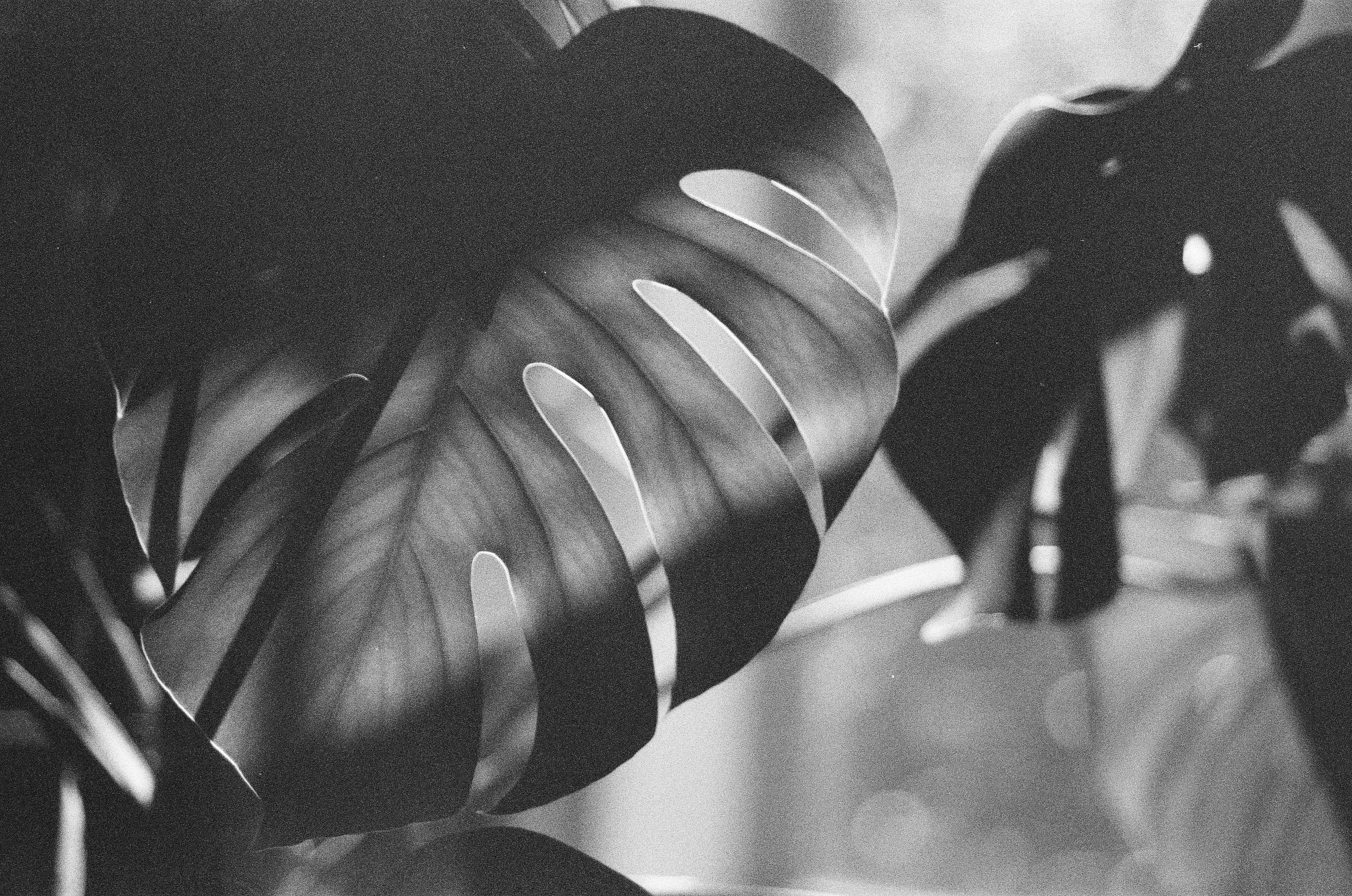 Hard sunlight and curved shadows cross the broad perforated surface of a large tropical leaf.