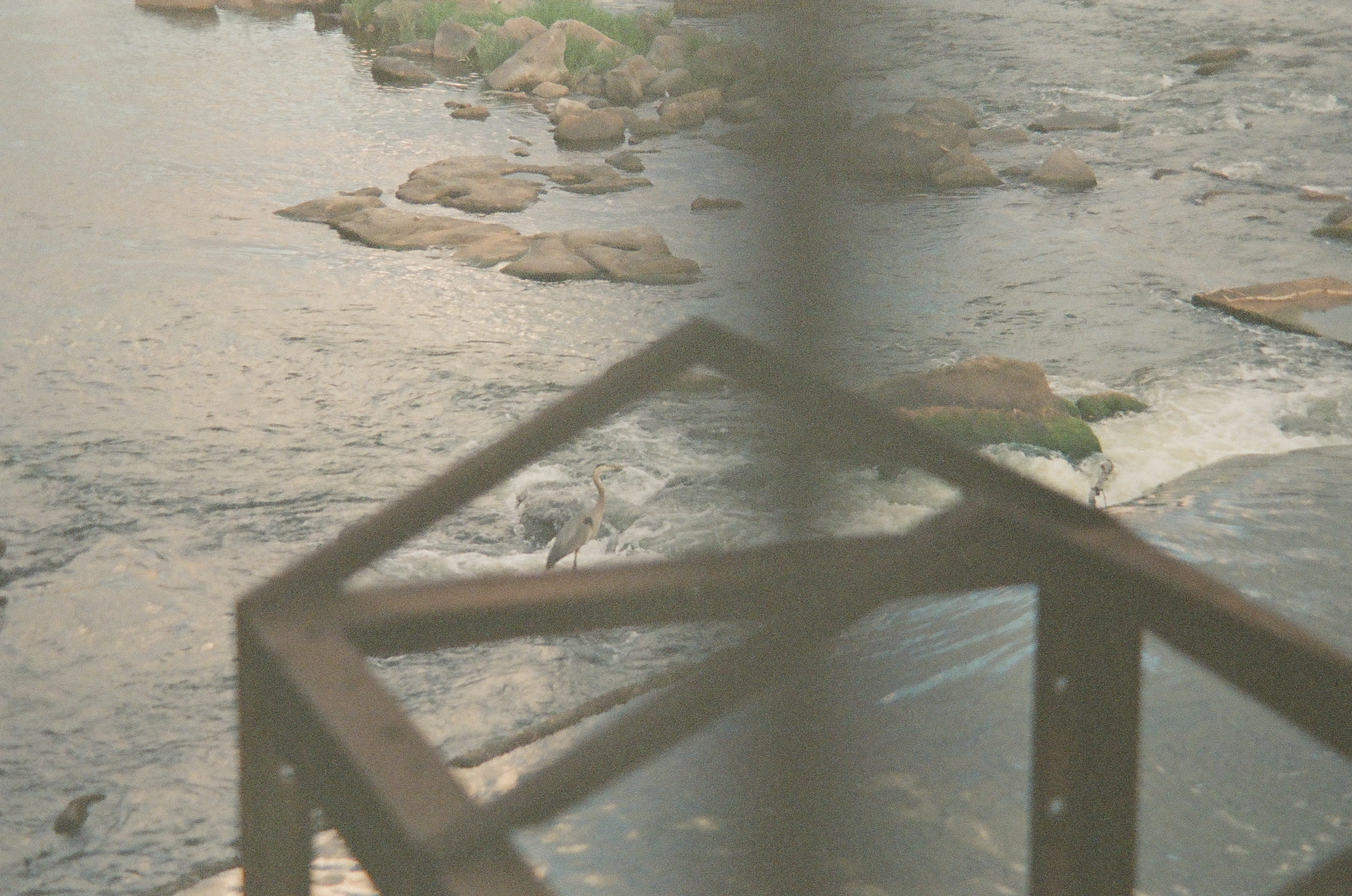 A heron stands in rocky whitewater rapids, viewed through the out-of-focus wooden bars of a railing in the foreground.