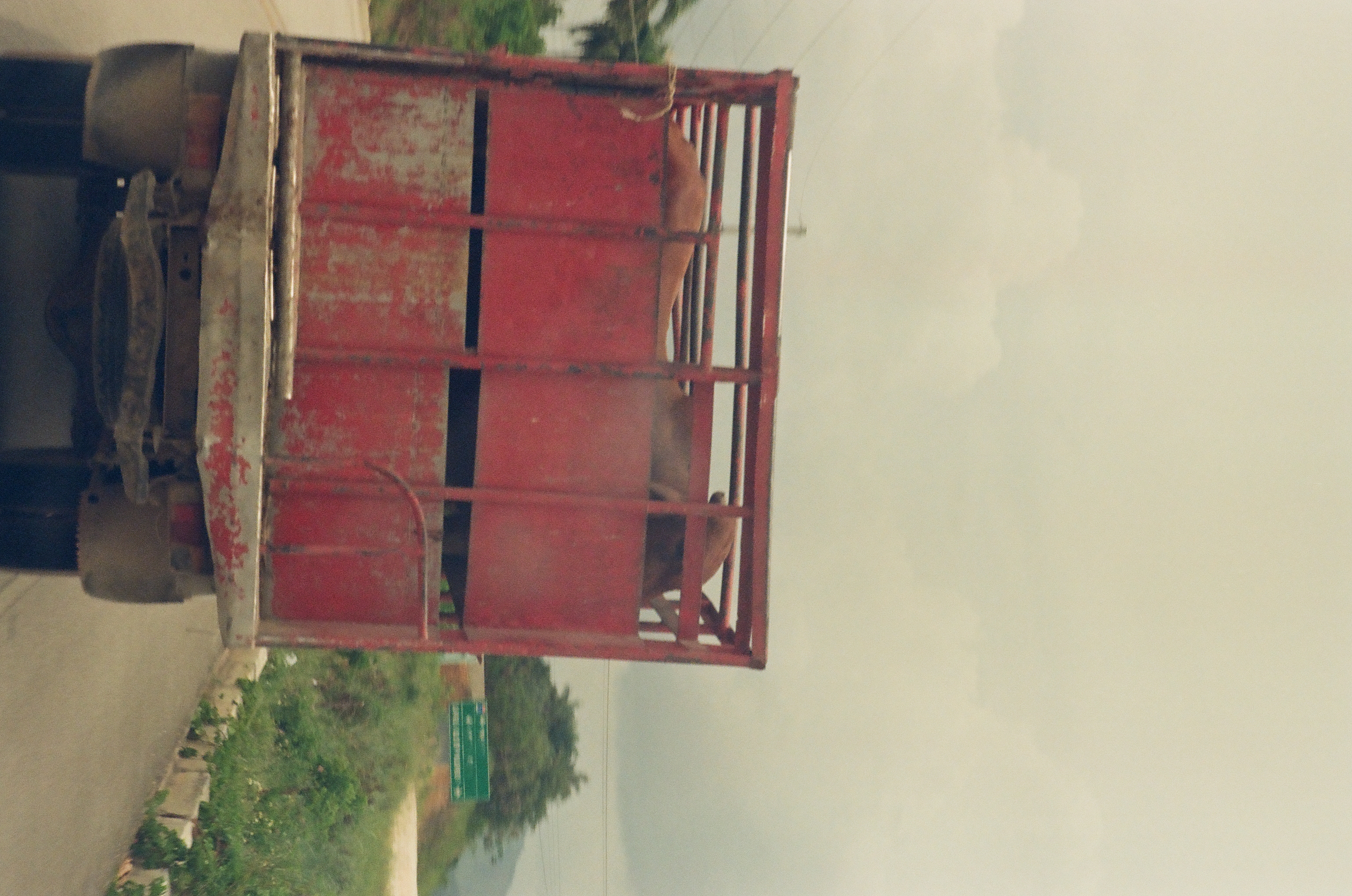 The rear of a worn red slatted cattle truck carrying brown cattle fills the road ahead beneath a gray overcast sky.