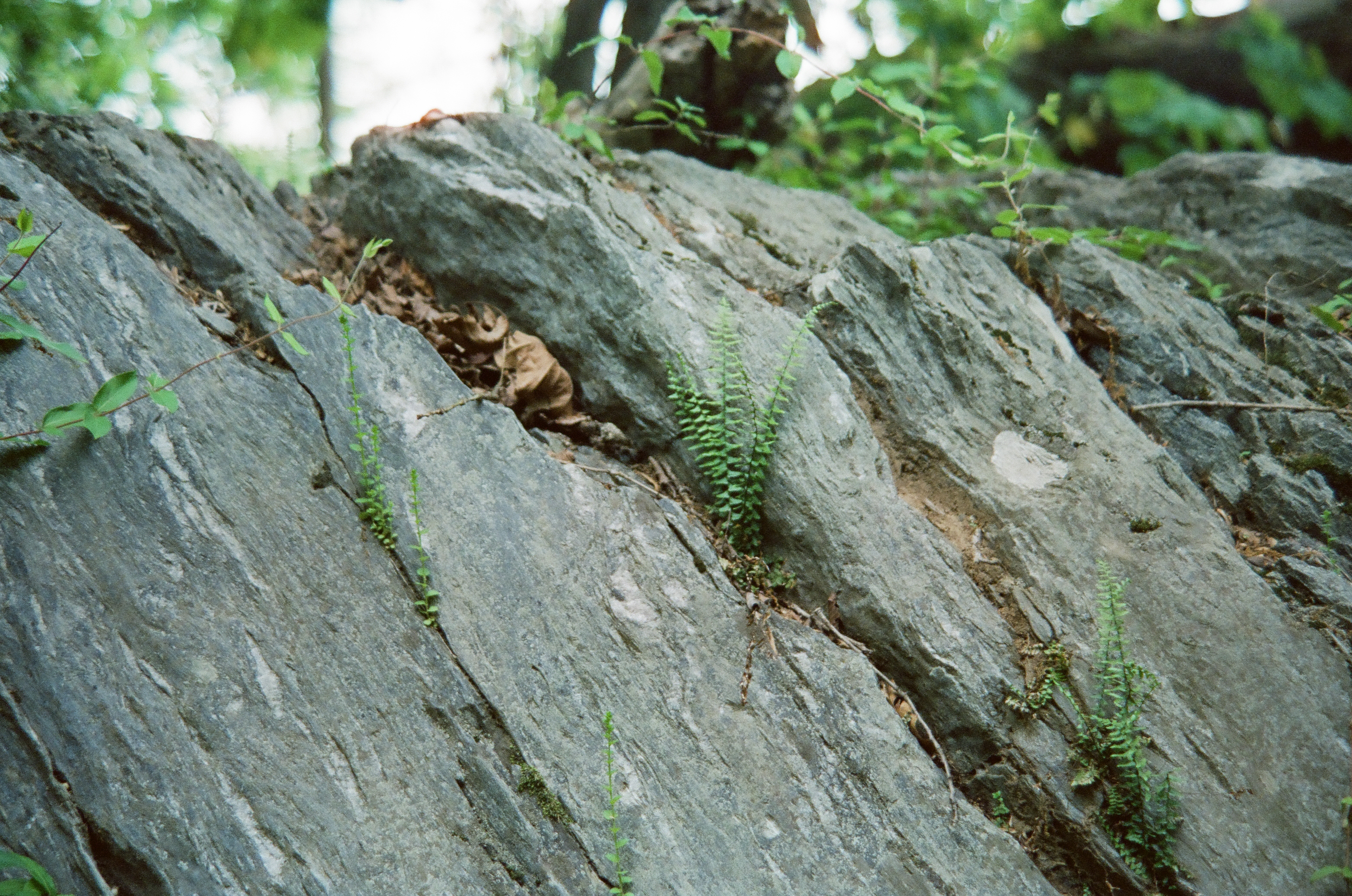 Thin ferns and vine seedlings sprout from diagonal cracks in a slanted gray rock face beneath overhanging forest leaves.