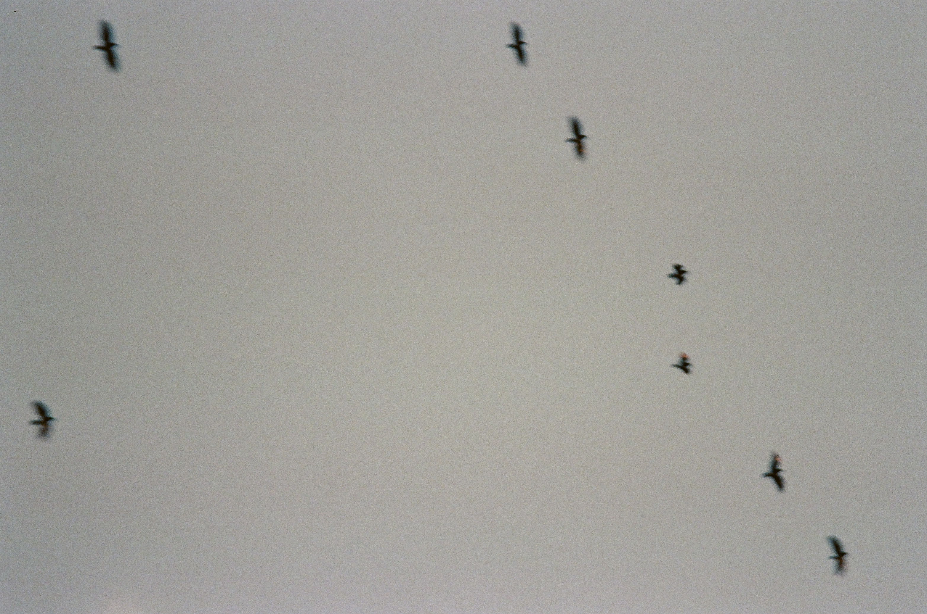 Several dark birds cross a pale gray sky at different heights and distances.