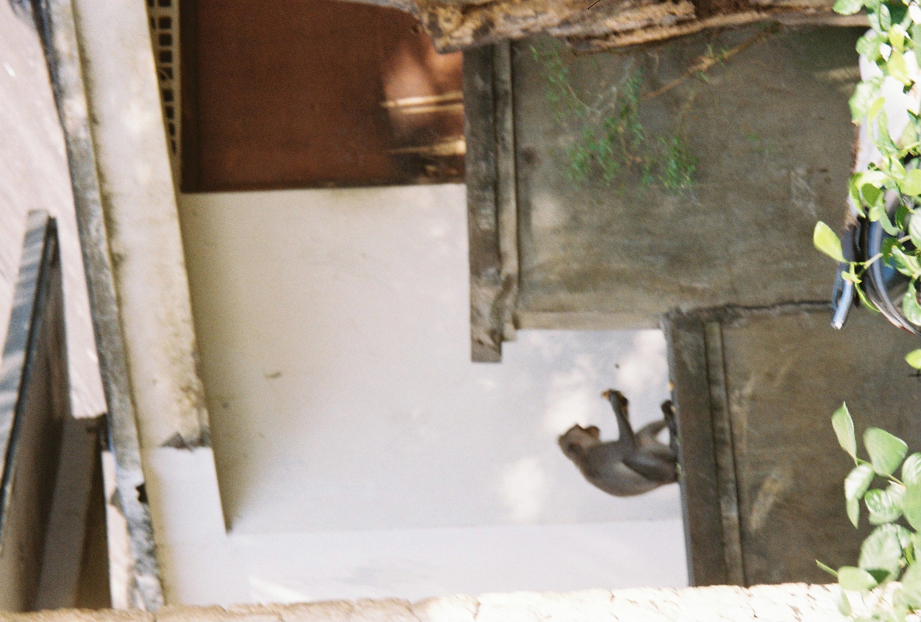 A monkey lies stretched out on the same wooden beam, limbs splayed, resting in dappled shade beneath hanging green leaves.