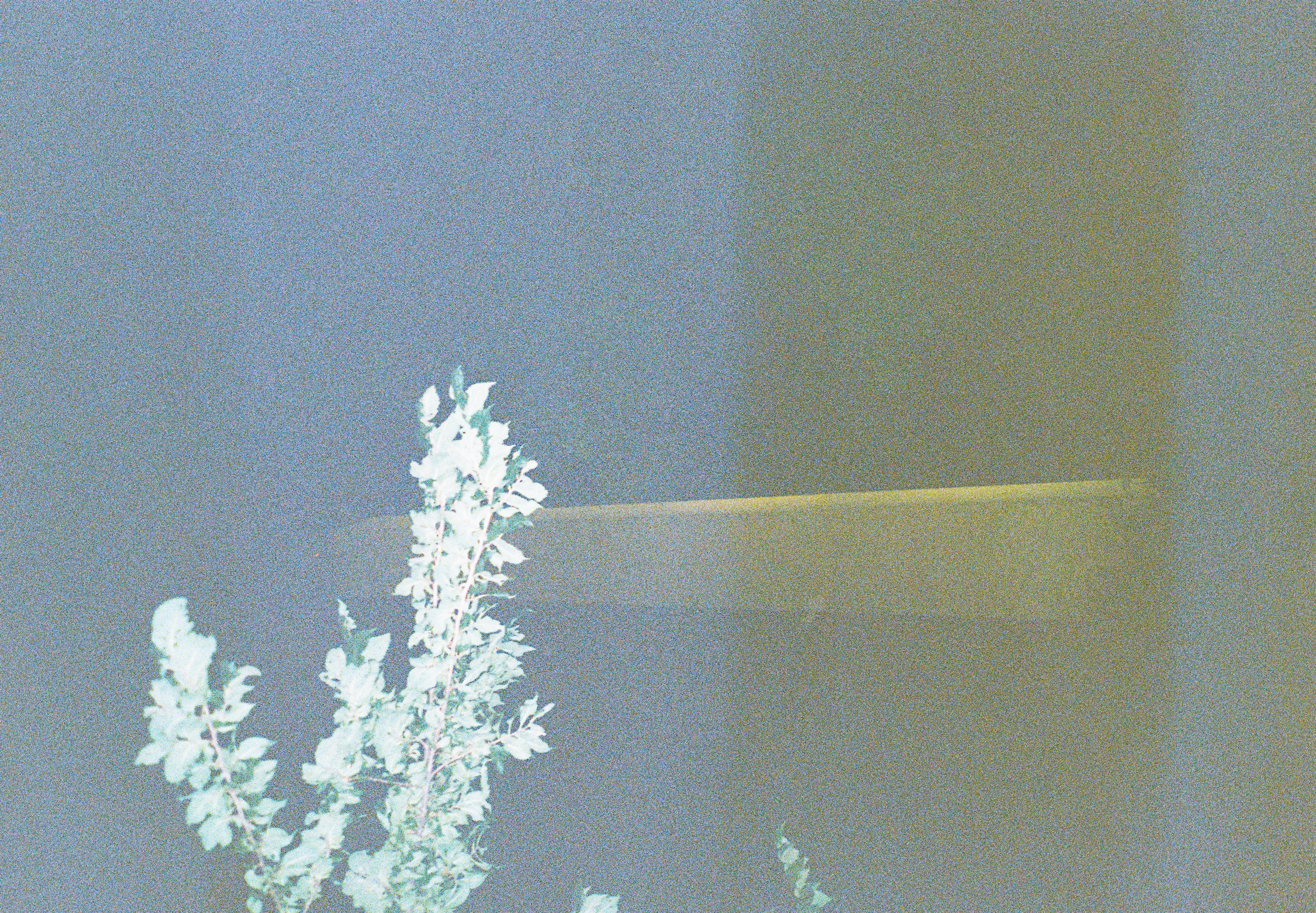 Pale leafy branches rise from the lower left into a heavily grainy gray-blue field crossed by a faint horizontal yellowish bar.