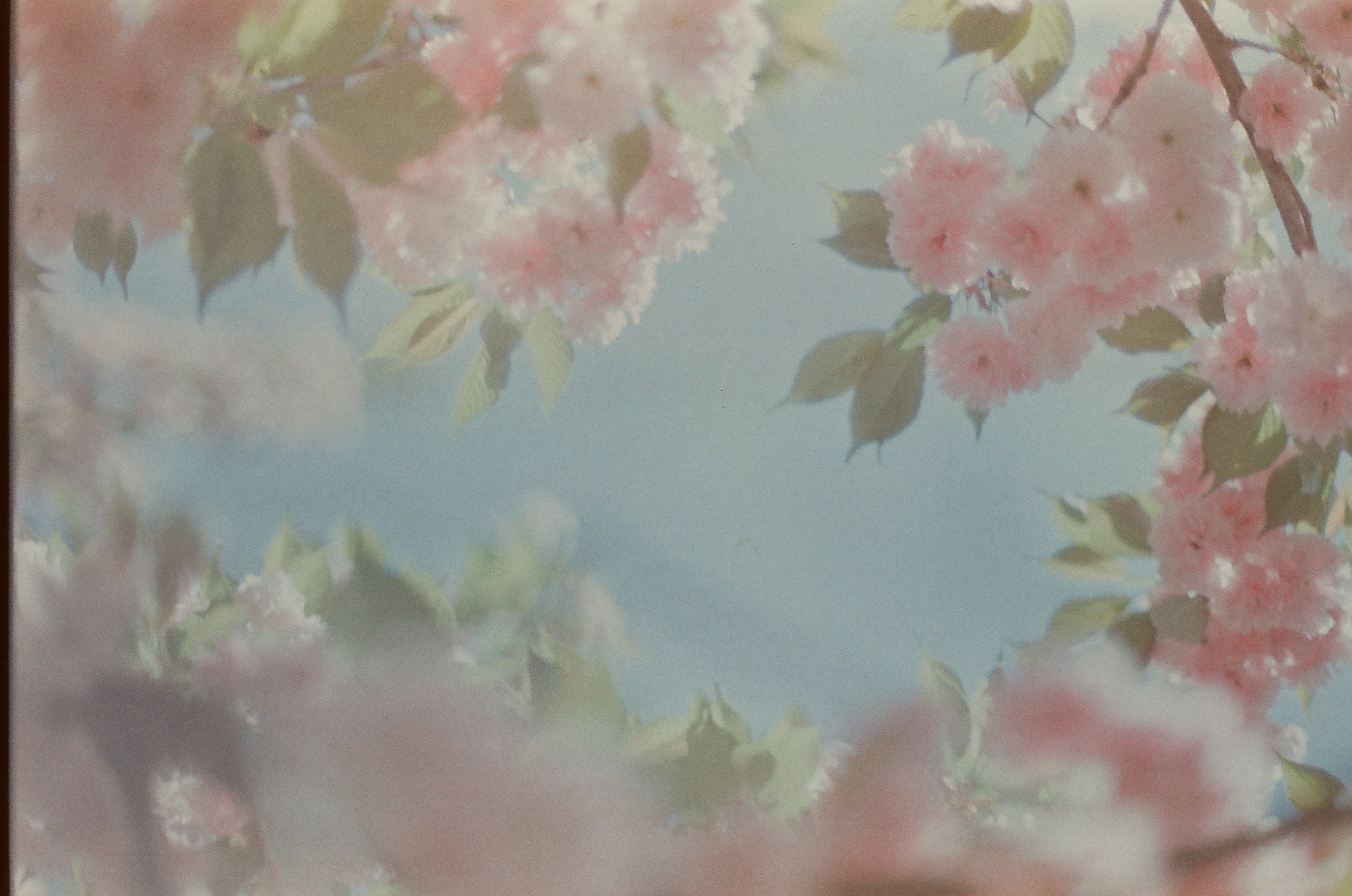 Soft pink blossom clusters and green leaves surround an open patch of pale blue sky between dark branches.