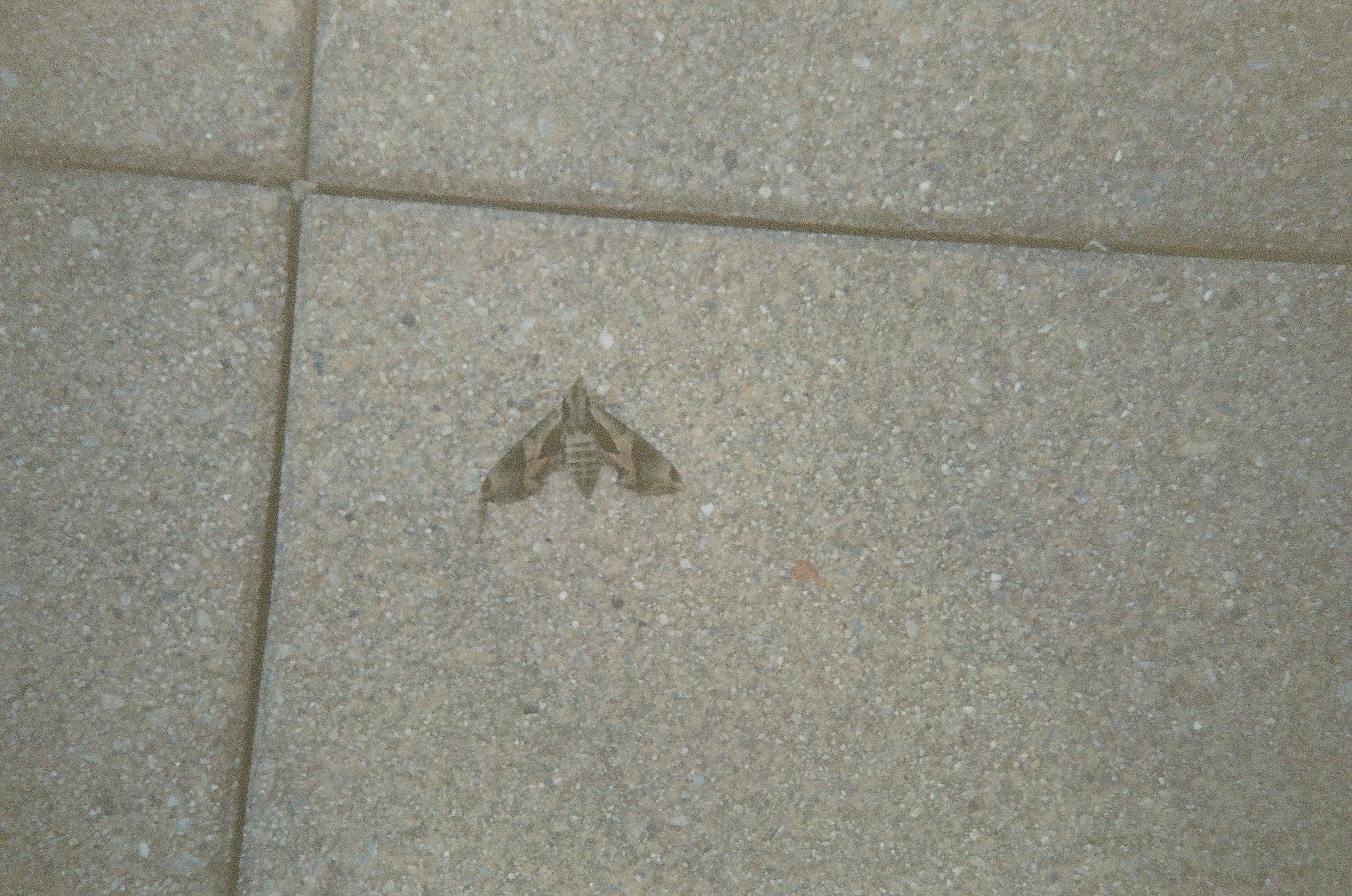 A mottled brown moth rests near the center of speckled concrete slabs divided by dark seams.