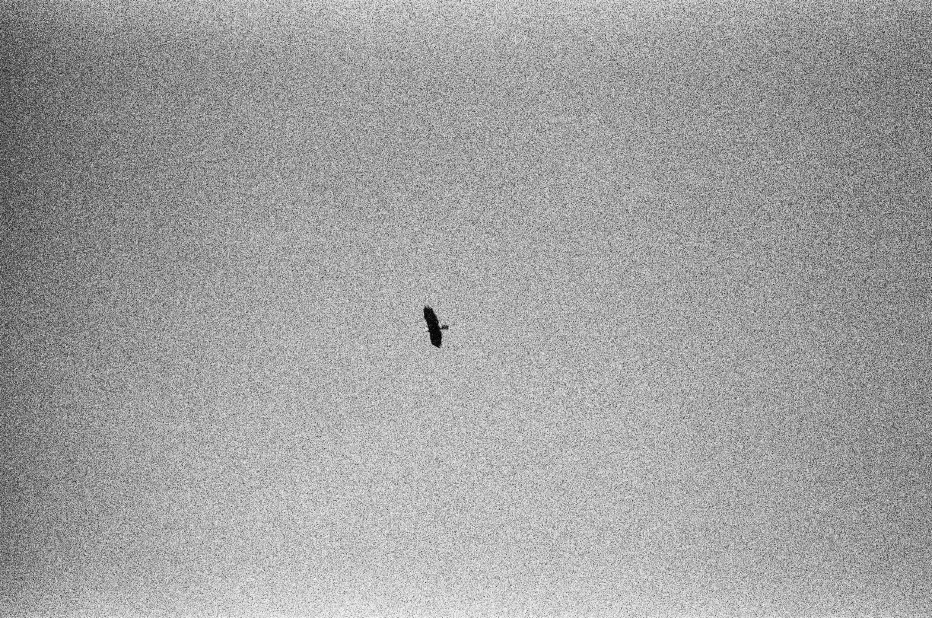 A single small bird crosses a wide pale sky with no horizon or ground visible.