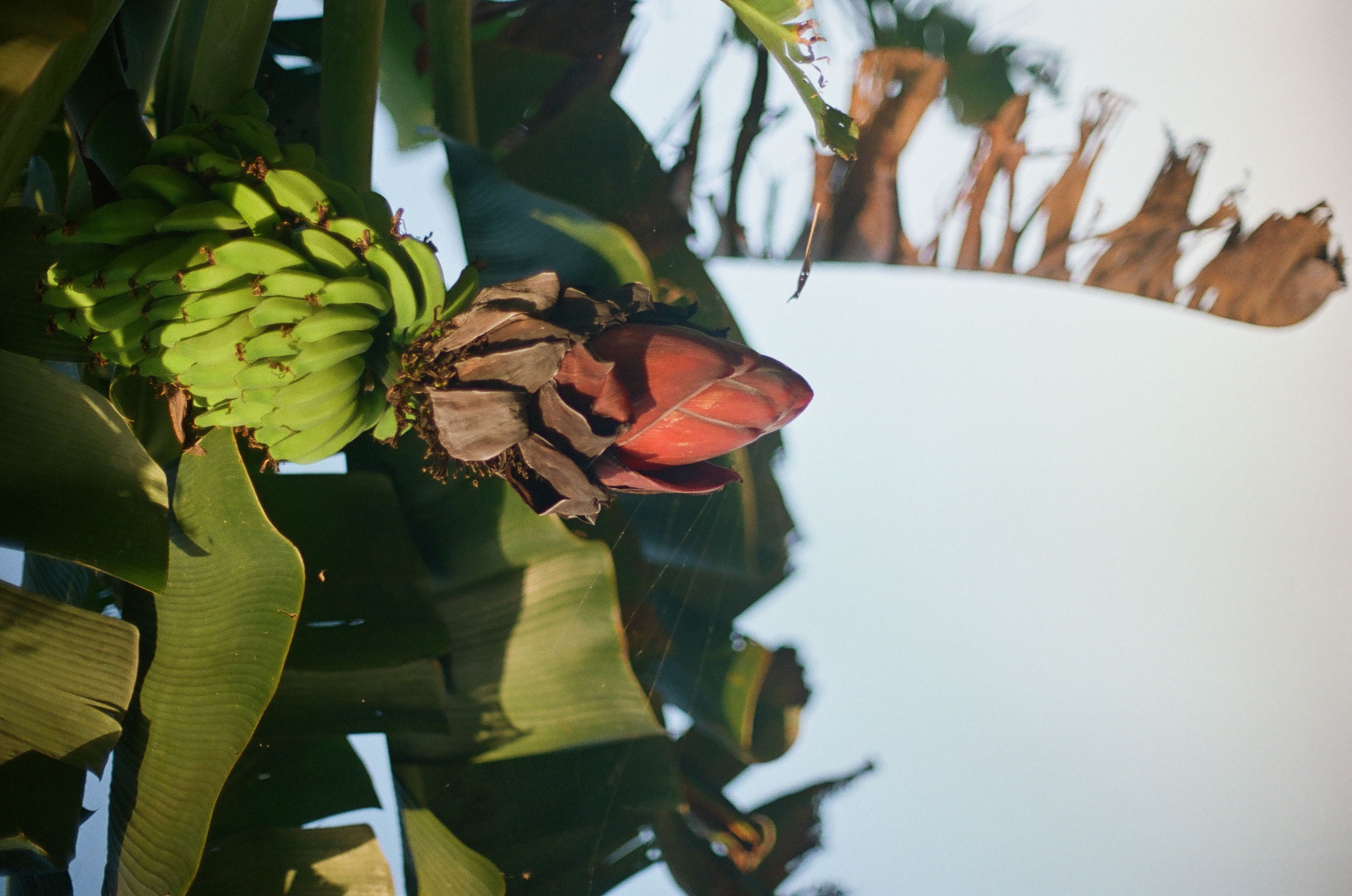 A cluster of green bananas hangs above a dark red banana blossom beneath broad sunlit leaves.