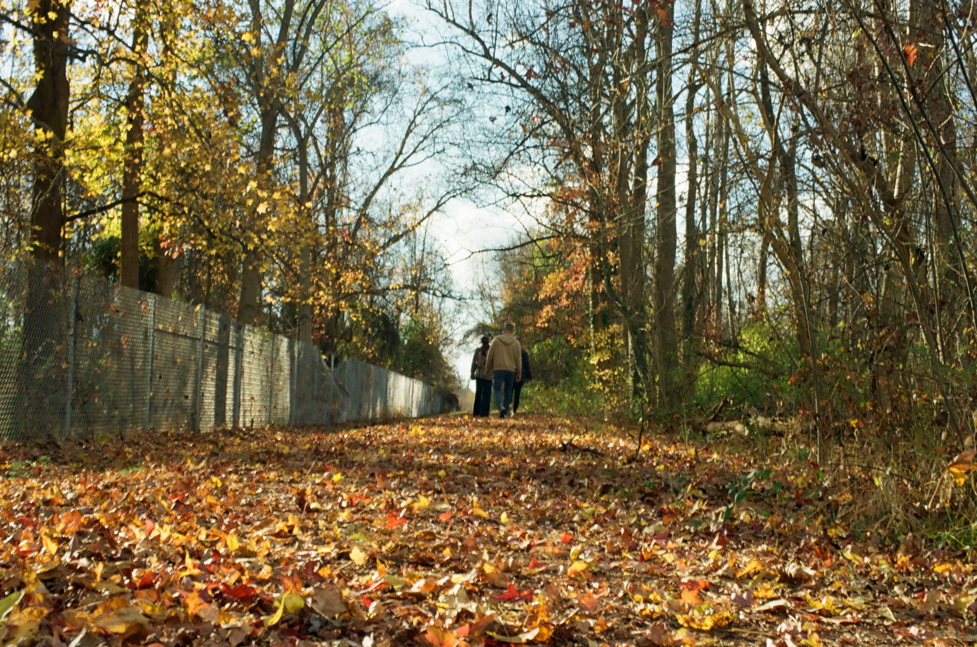 Three walkers head away down a leaf-covered path beside a chain-link fence on the left, with thinning trees on both sides.