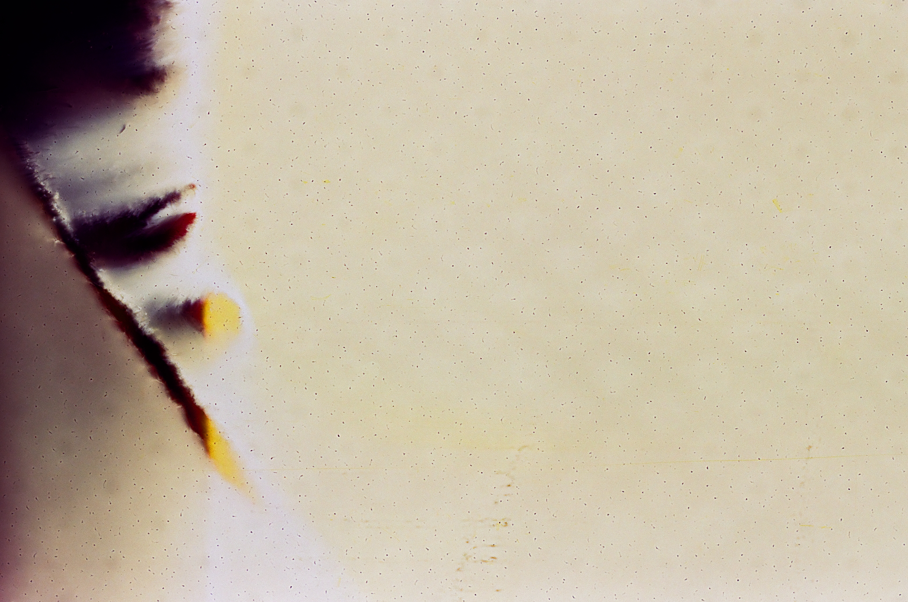 A dark curved feathery shape edged with red and yellow-orange fragments cuts across a pale grainy field flecked with dust and scratches.