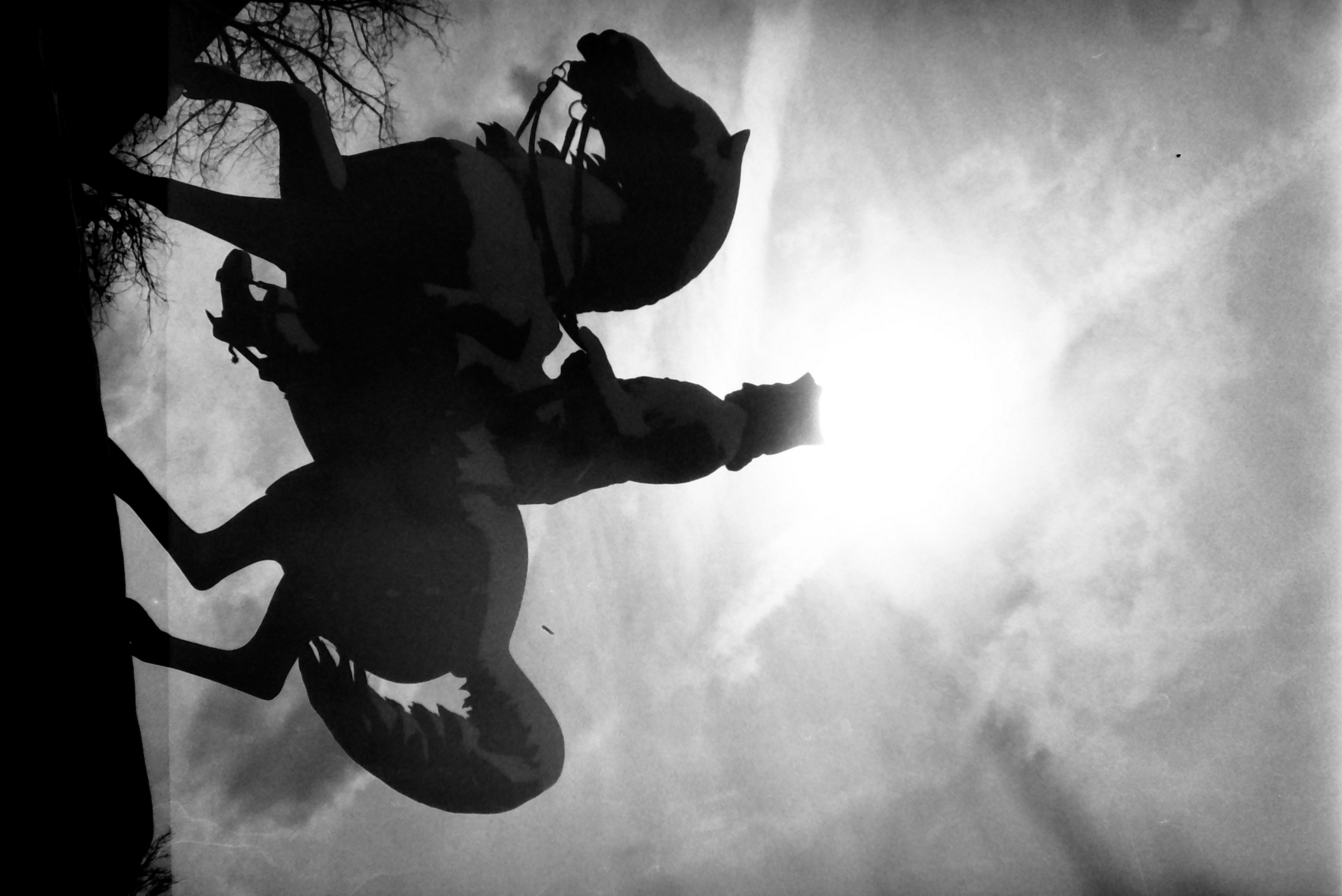 A horse and rider appear in full silhouette against a bright sun and hazy sky, with bare tree branches at the lower left corner.