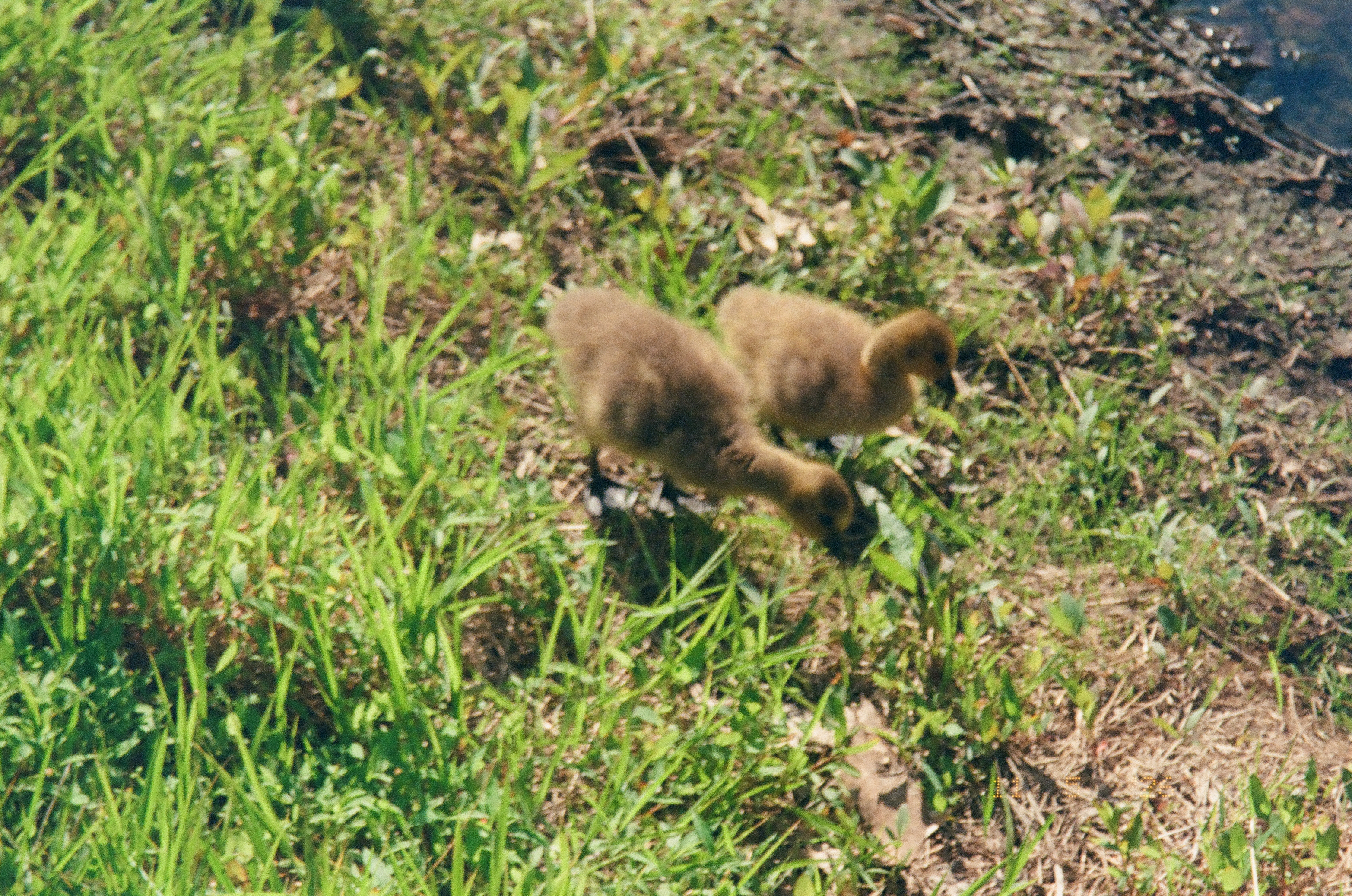 Two fuzzy brown goslings stand close together with their heads lowered among green grass, low plants, dry stems, and exposed soil.