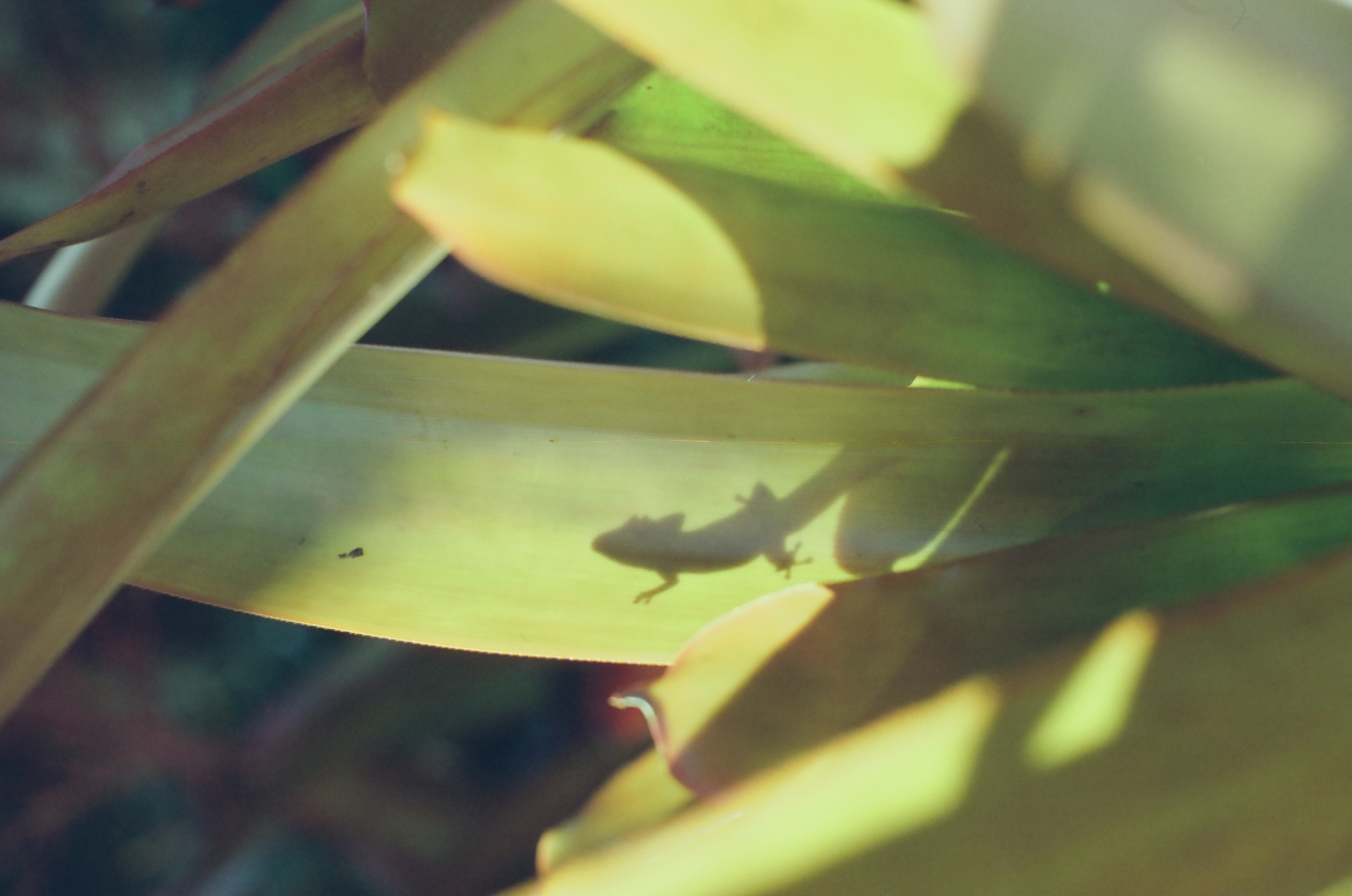 The shadow of a small long-tailed animal stretches across a broad sunlit green leaf.