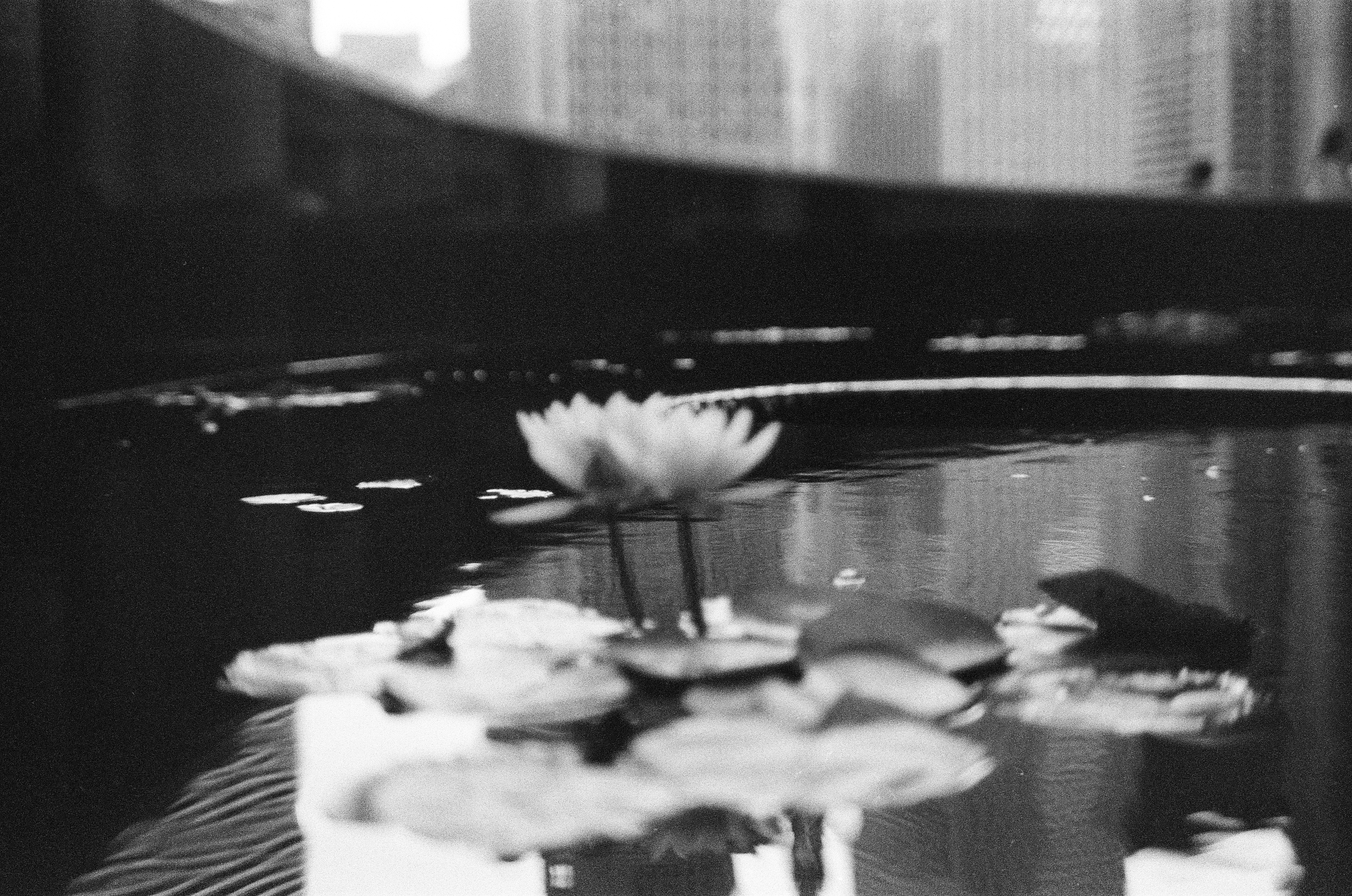 A blurred foreground of near lily pads leads toward one glowing blossom, with soft vertical striations from an out-of-focus structure filling the background.