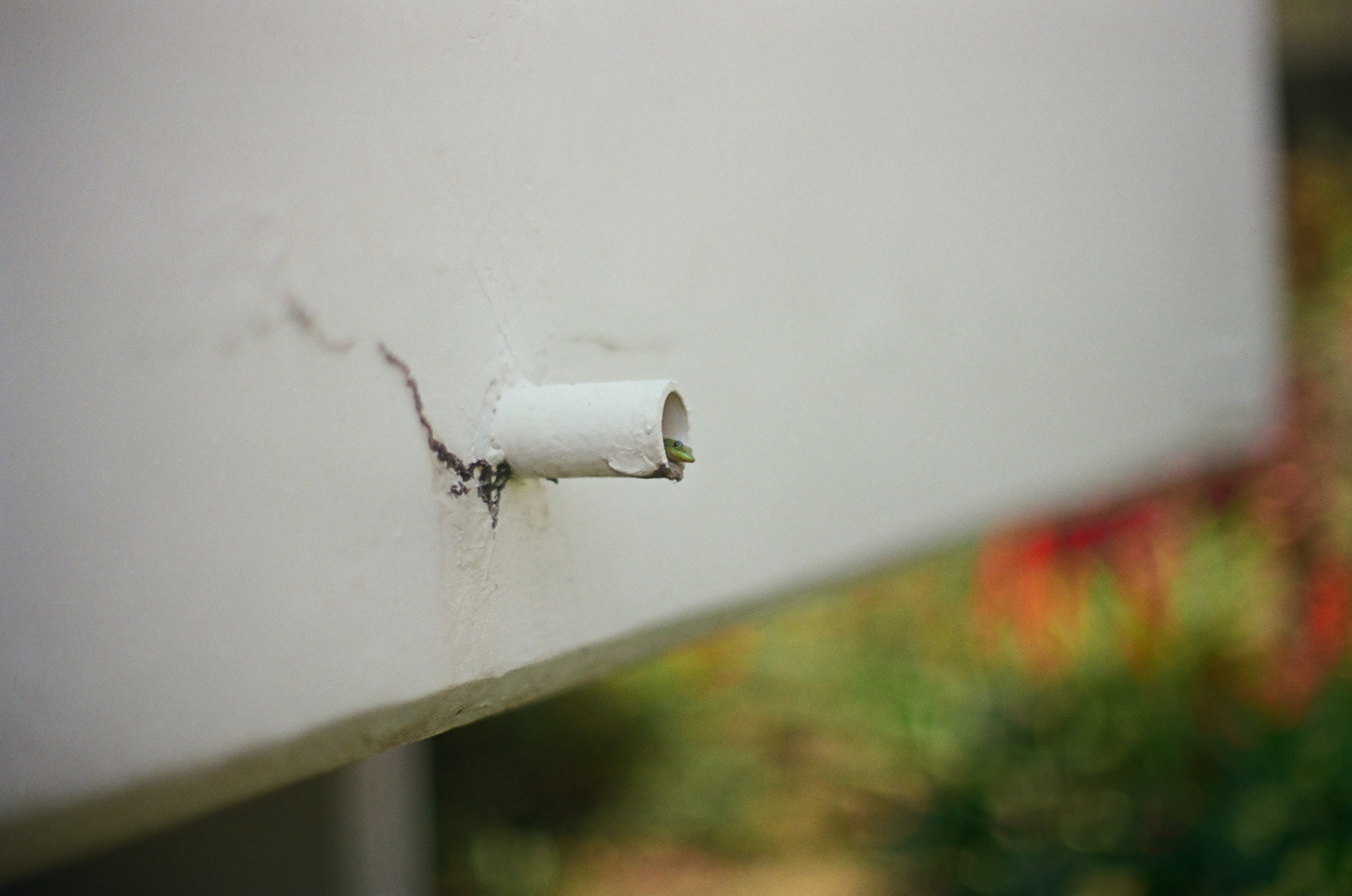 A short white pipe protrudes from a pale wall above blurred green and red ground in bright sun.