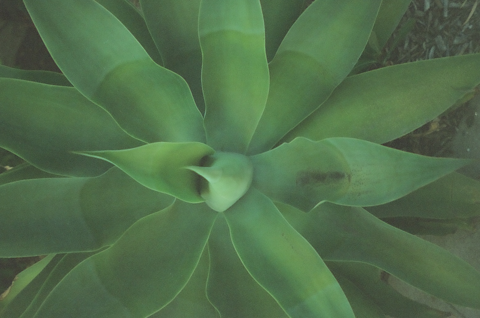 Broad green succulent leaves radiate from a tight central curl, filling the frame with smooth overlapping forms.