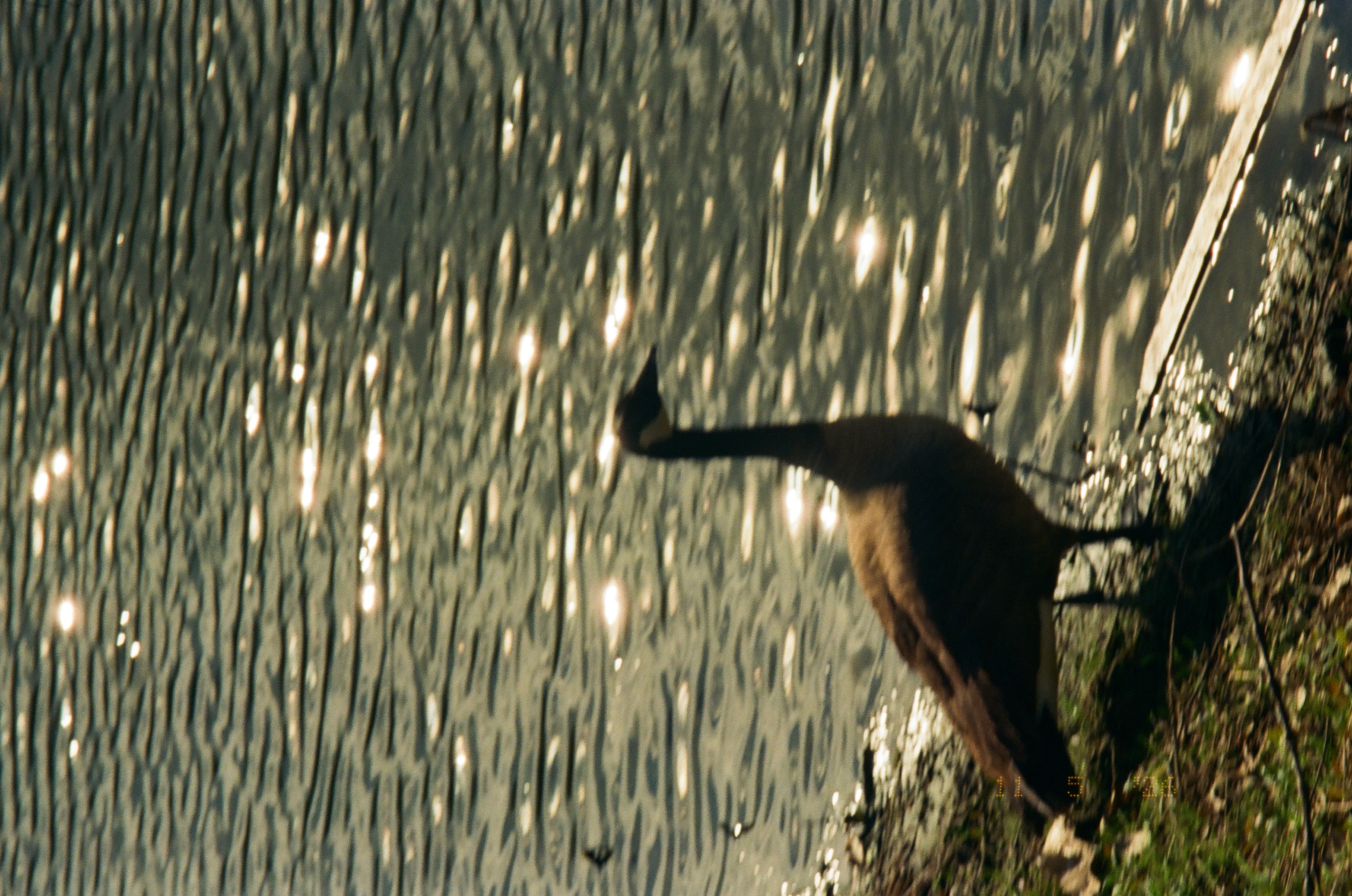 A dark goose stands at the lower shoreline against rippled water scattered with bright points of reflected sunlight.