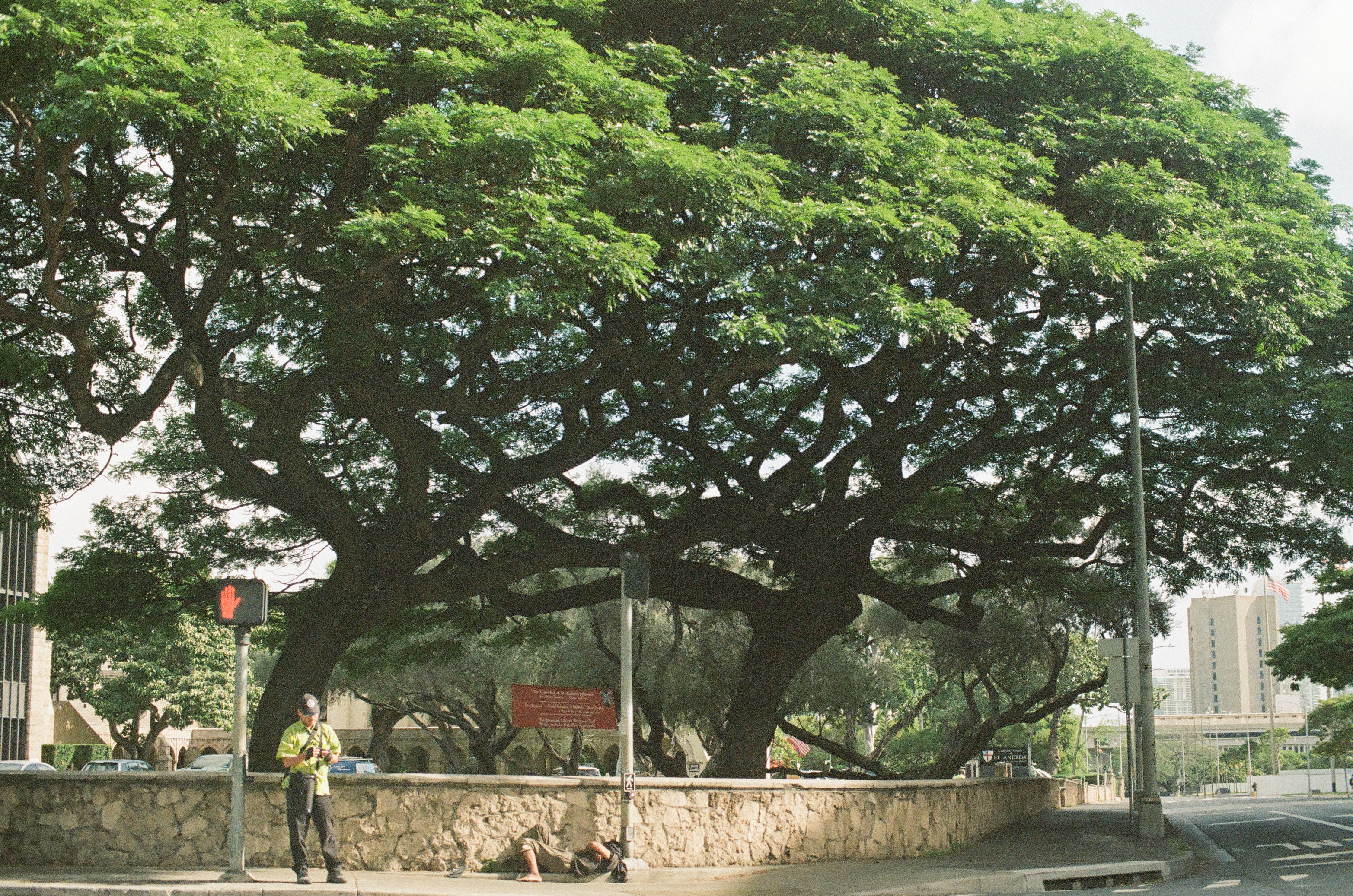 A huge spreading tree shades a stone wall and sidewalk beside a quiet city road.