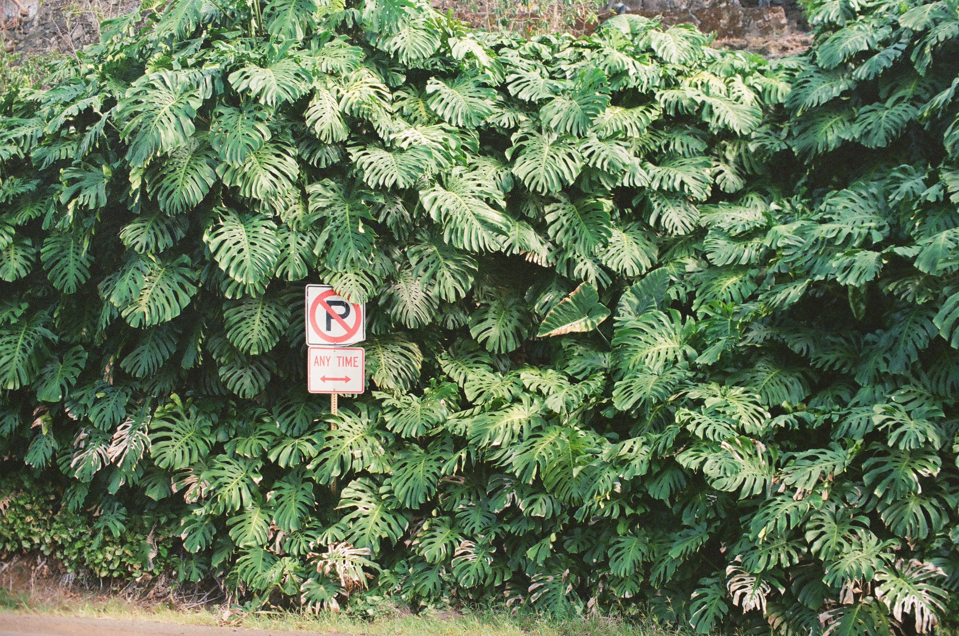A small red and white parking sign is nearly swallowed by a dense wall of overlapping tropical leaves.