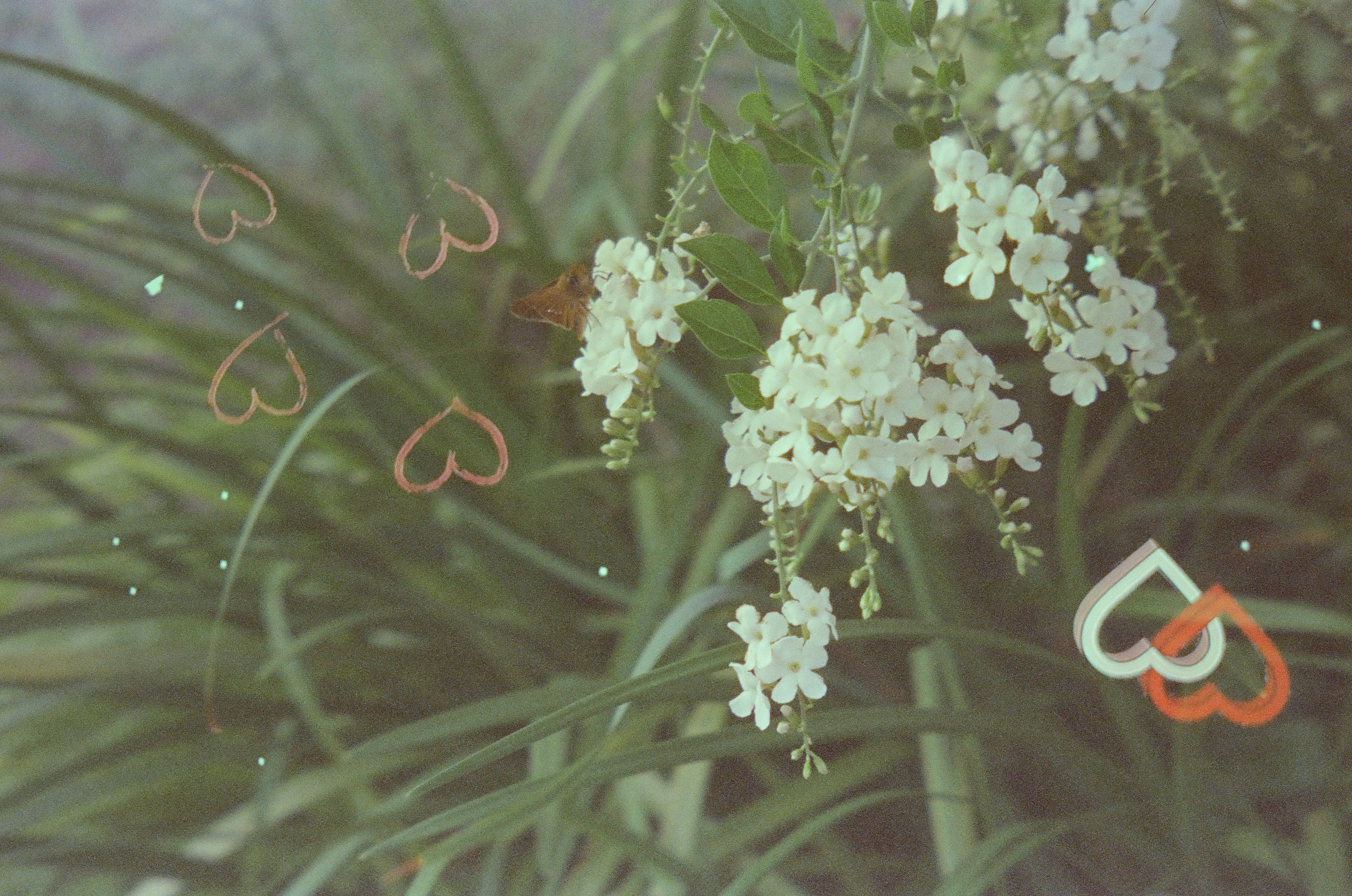 Long green grass blades and clusters of small white flowers fill the frame, with a small brown butterfly and several pink heart outlines.