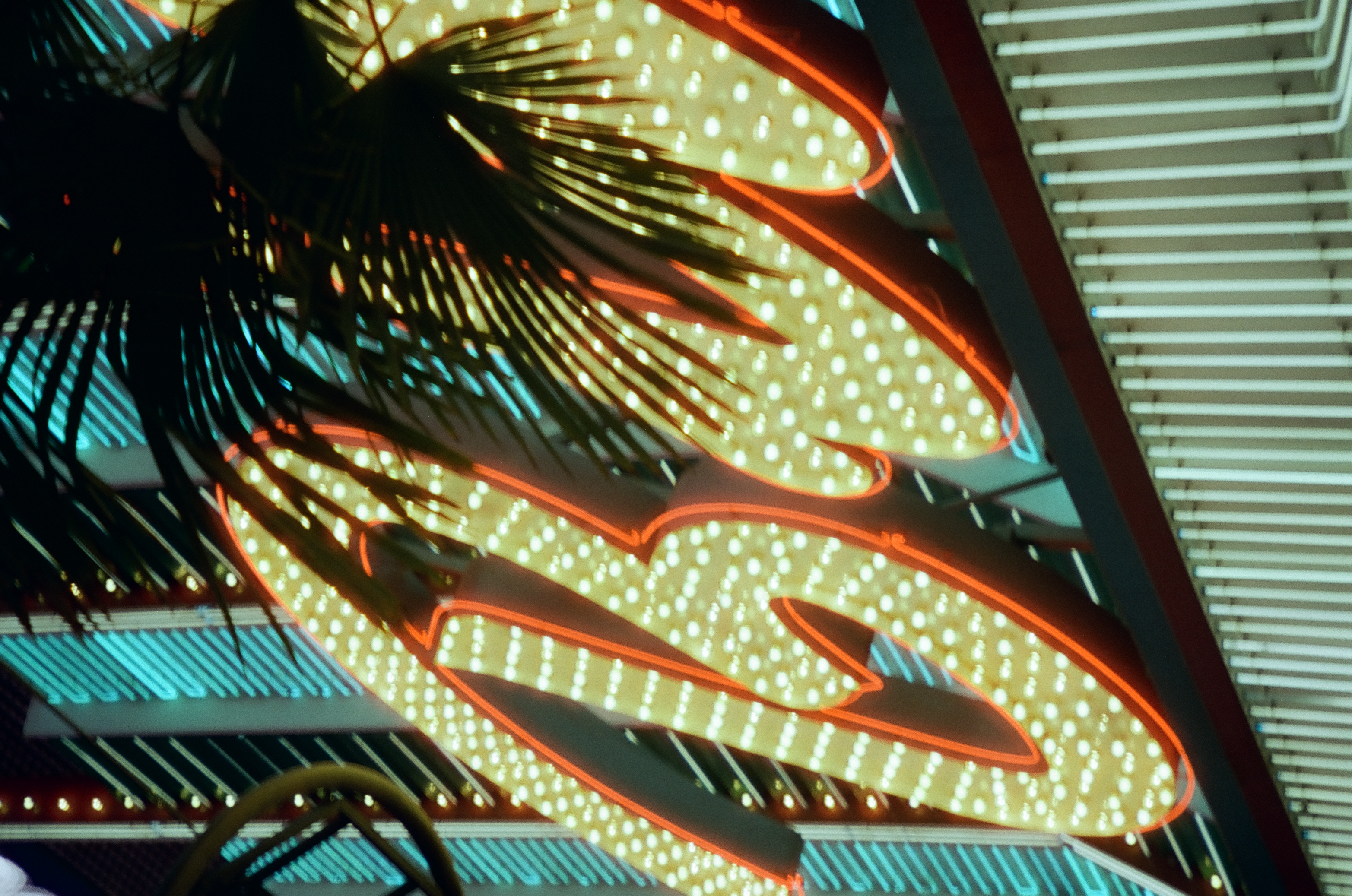 A cursive neon sign built from warm bulbs and red tubing curves through the frame, partly hidden behind dark palm fronds.