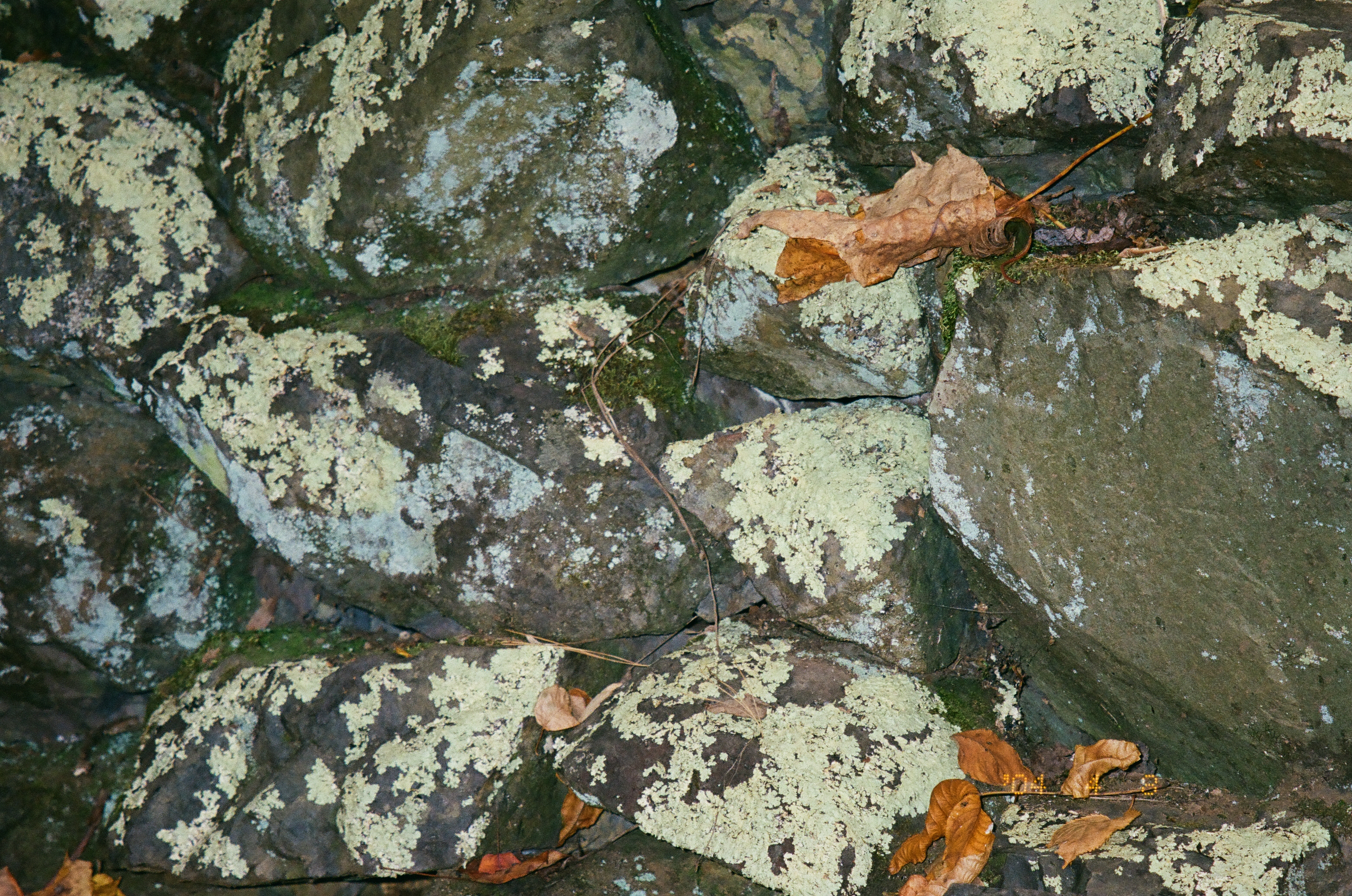Pale green lichen spreads across broken gray stones scattered with curled dry brown leaves.