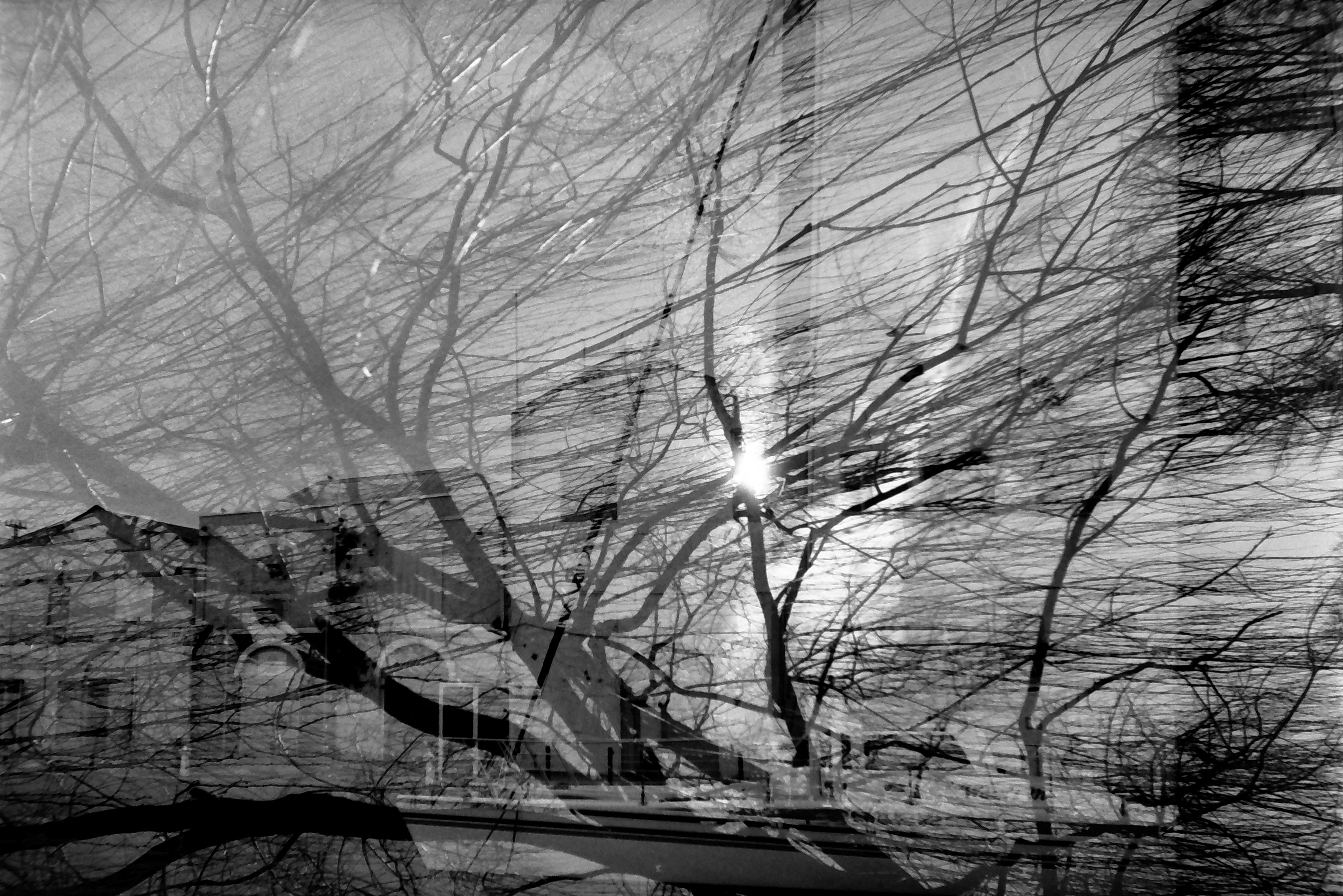 Bare tree branches overlay the vertical lines of a building's window grid, with a small burst of light near the center of the tangle.
