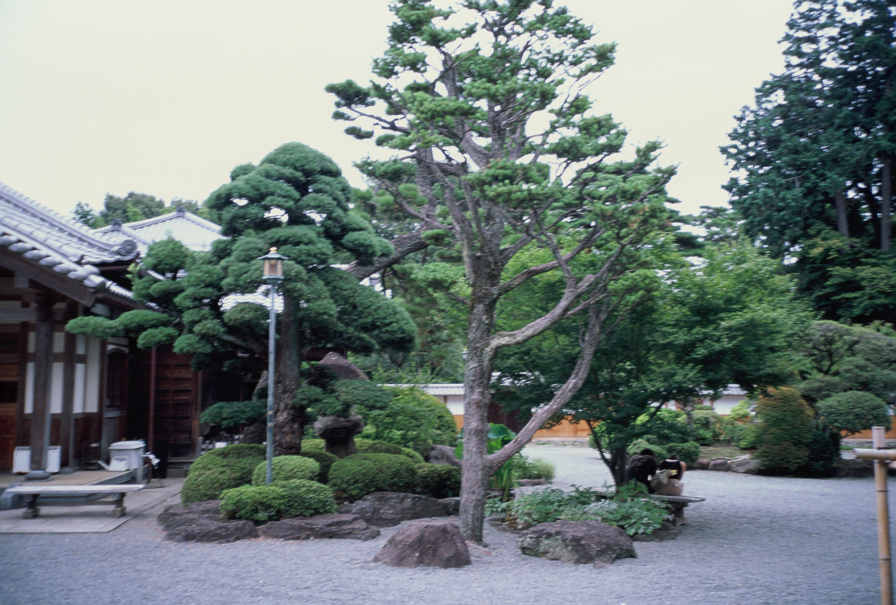 Sculpted pine trees and clipped shrubs rise from a gravel garden studded with large stones, a lamp post standing among them.