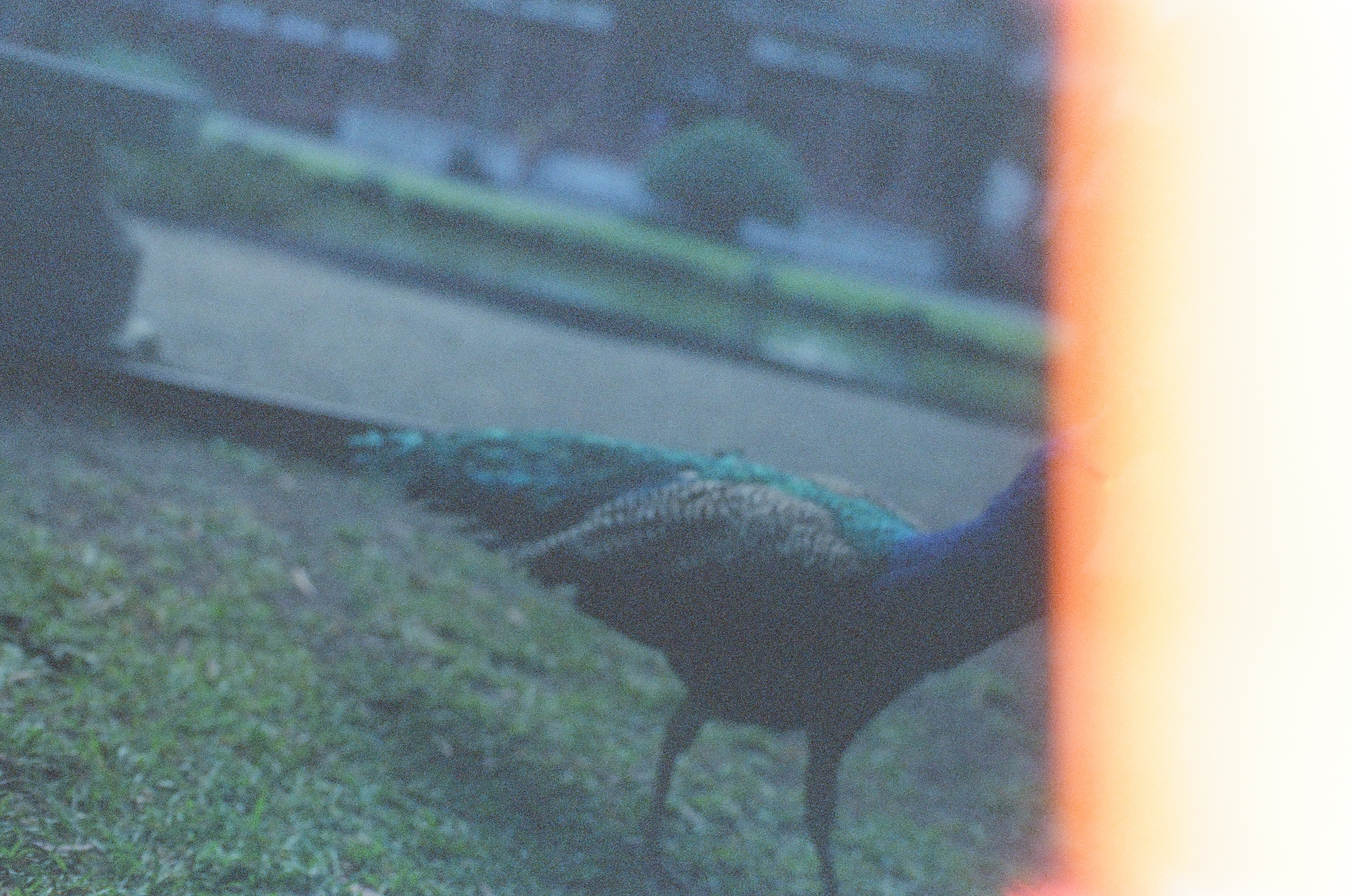 A peacock trailing iridescent blue-green feathers walks across mowed grass beside a paved path, a warm vertical flare glowing along the frame's right edge.