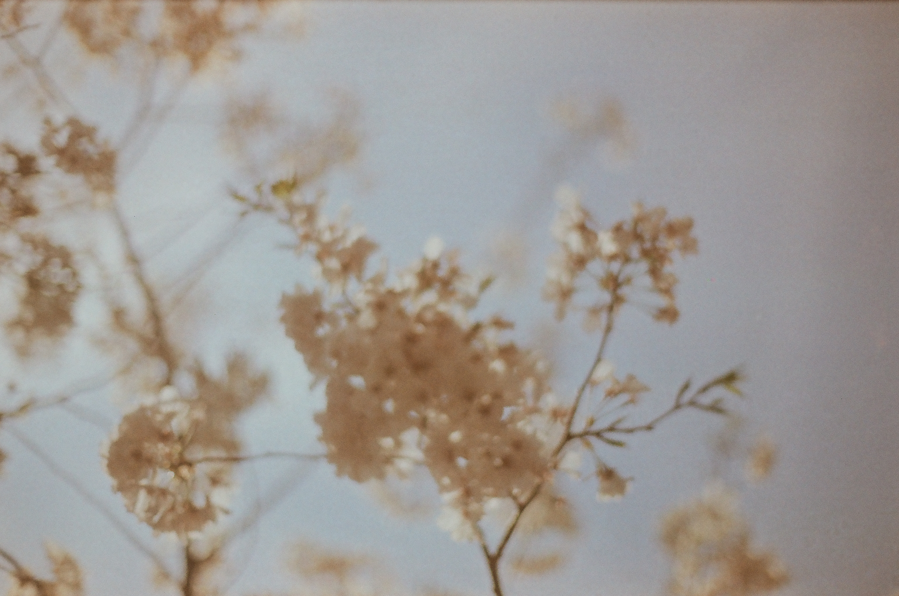 Blossom-covered branches, out of focus, cross a pale blue-gray sky with clusters of white and cream flowers throughout the frame.