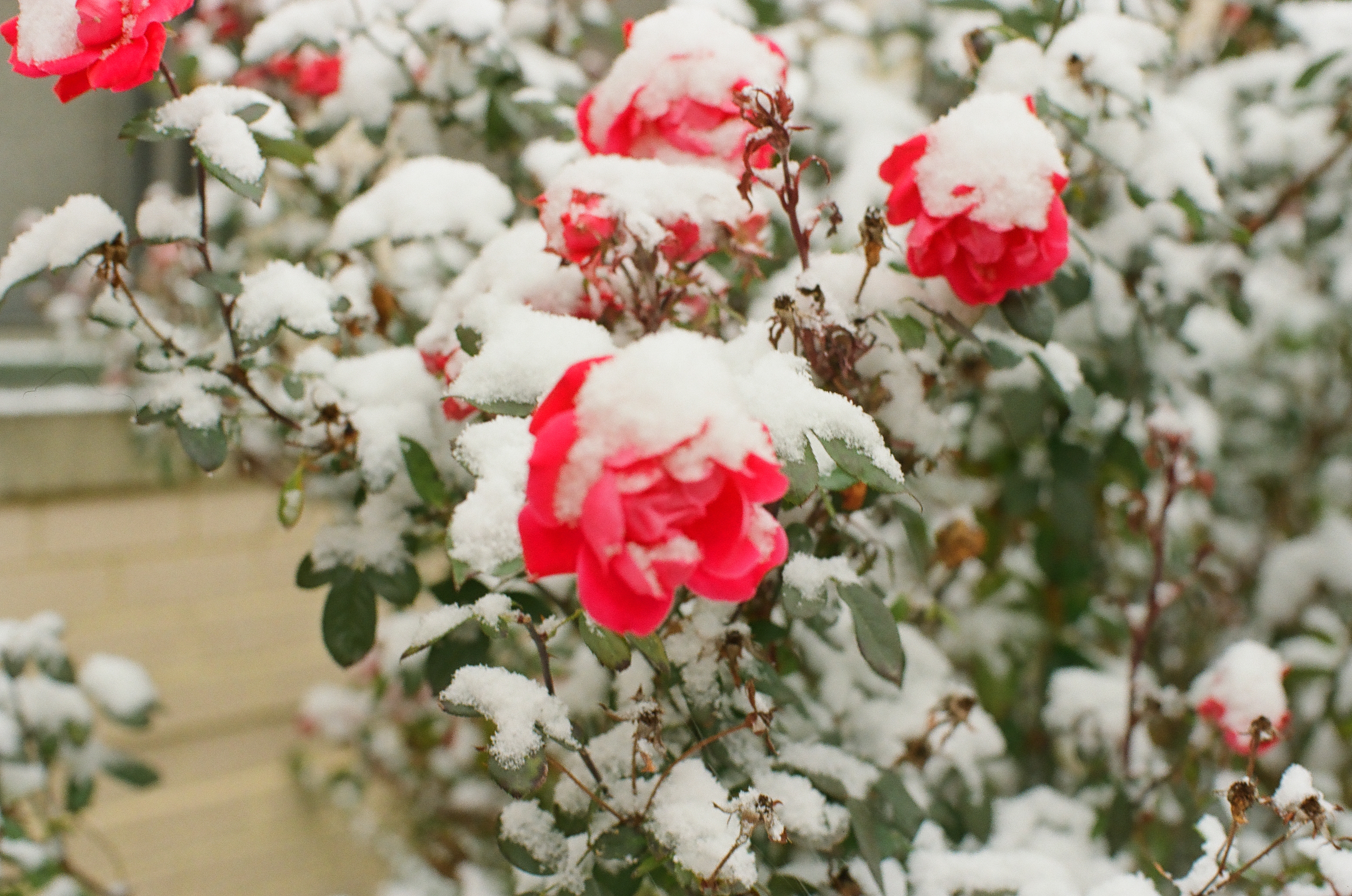Several open red-pink roses on a bush carry thick caps of fresh snow, with snow clumped on green leaves and dark thin stems around them.