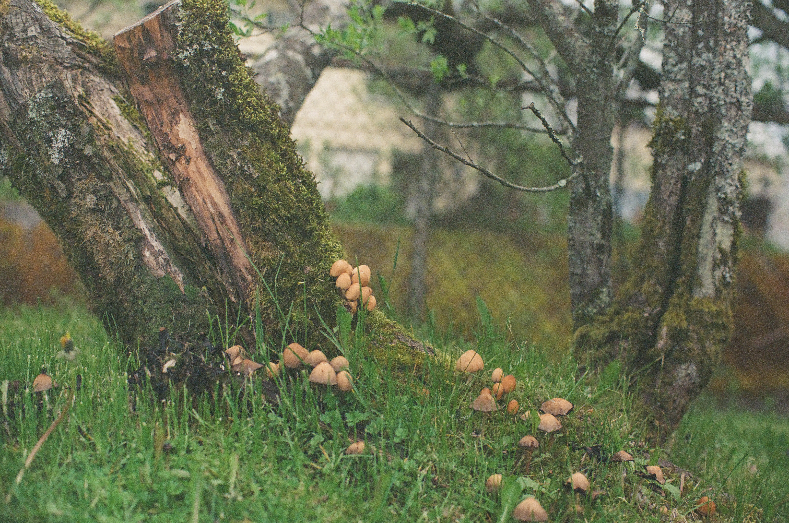 Small tan mushrooms sprout in a cluster at the base of a leaning moss-covered trunk, with a pale building blurred behind.
