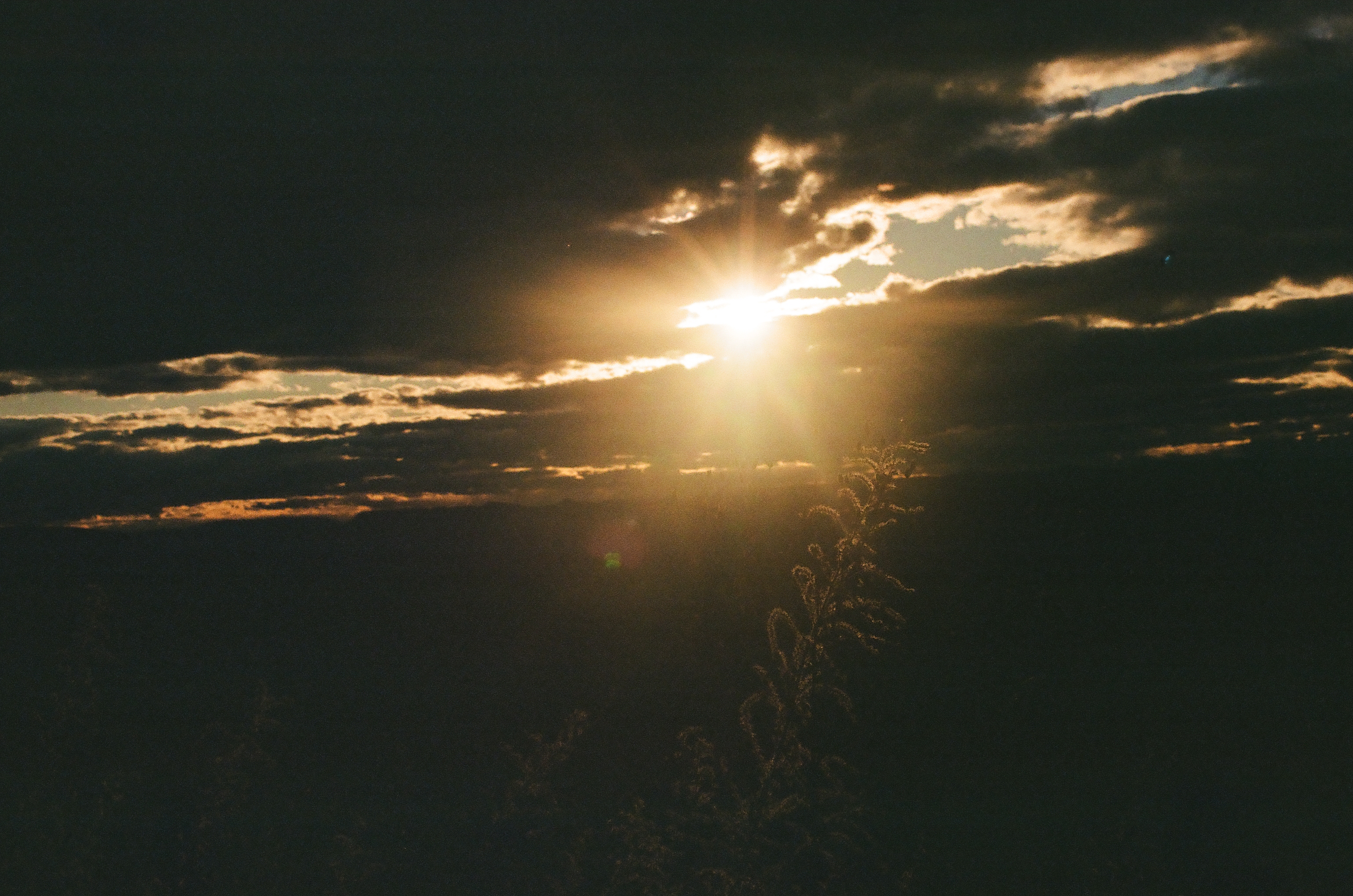 A bright white sun flares through a gap in dark cloud, backlighting a tall plant stalk in silhouette below.