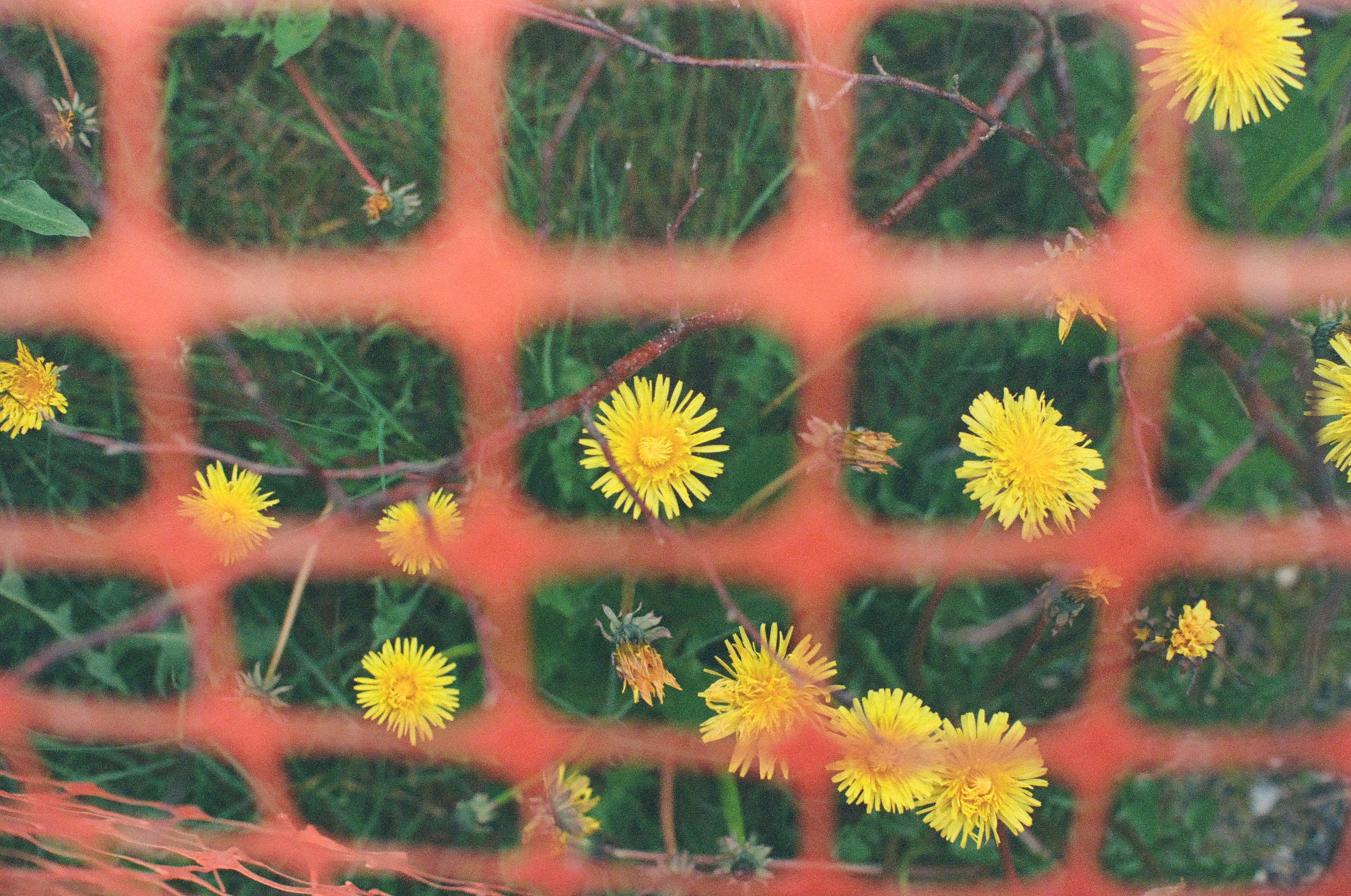 A denser scatter of dandelions and unopened buds fills the grass behind the same orange mesh fence, seen closer.