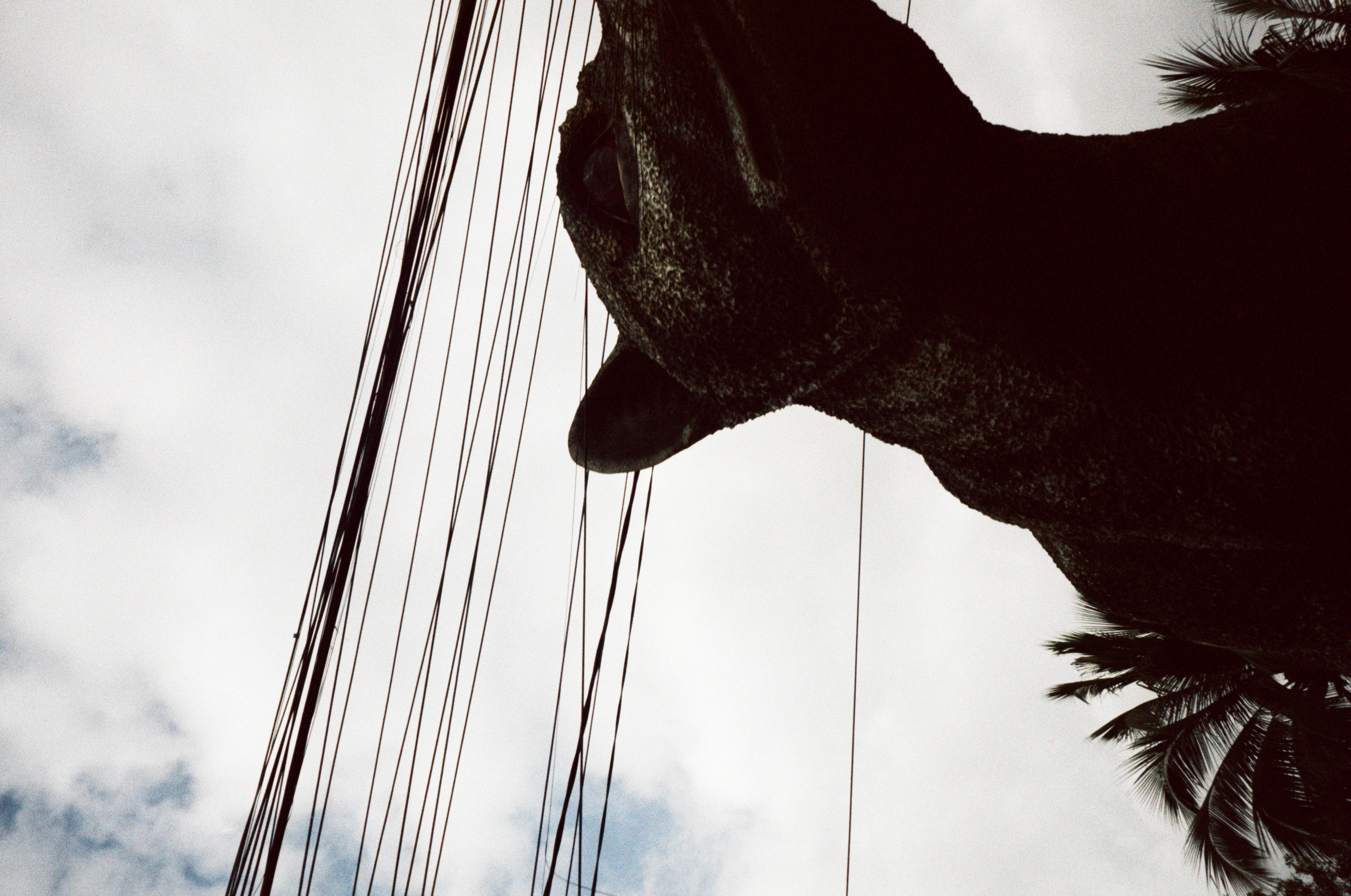 A dark, textured animal-shaped form fills the lower right beneath diagonal overhead lines, with a bright clouded sky and palms.