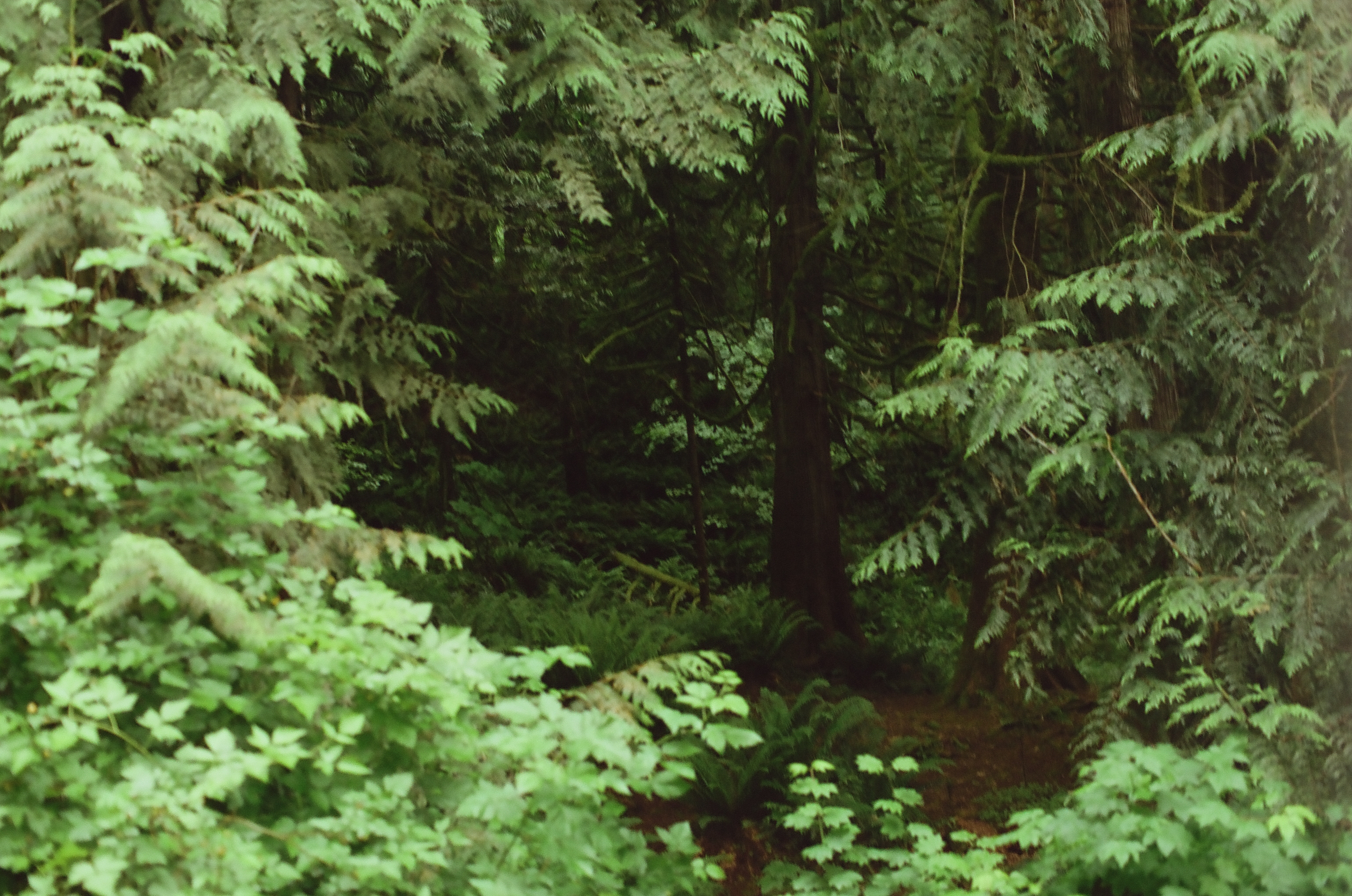 Layers of bright green ferns and broad leaves crowd the floor beneath dark evergreen trunks.