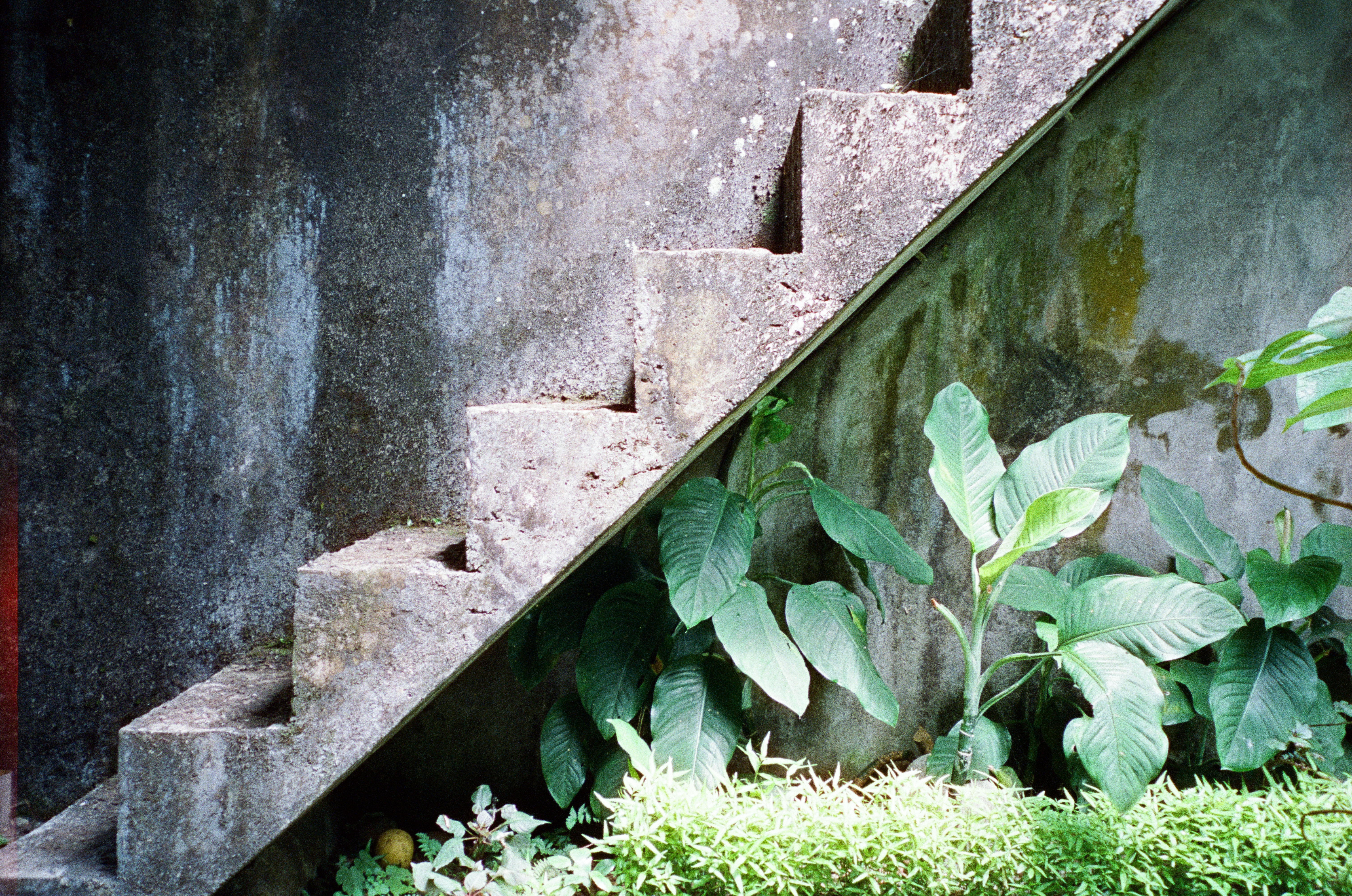 A weathered concrete staircase rises diagonally across a stained gray wall, with broad dark leaves and bright groundcover filling the lower right corner.