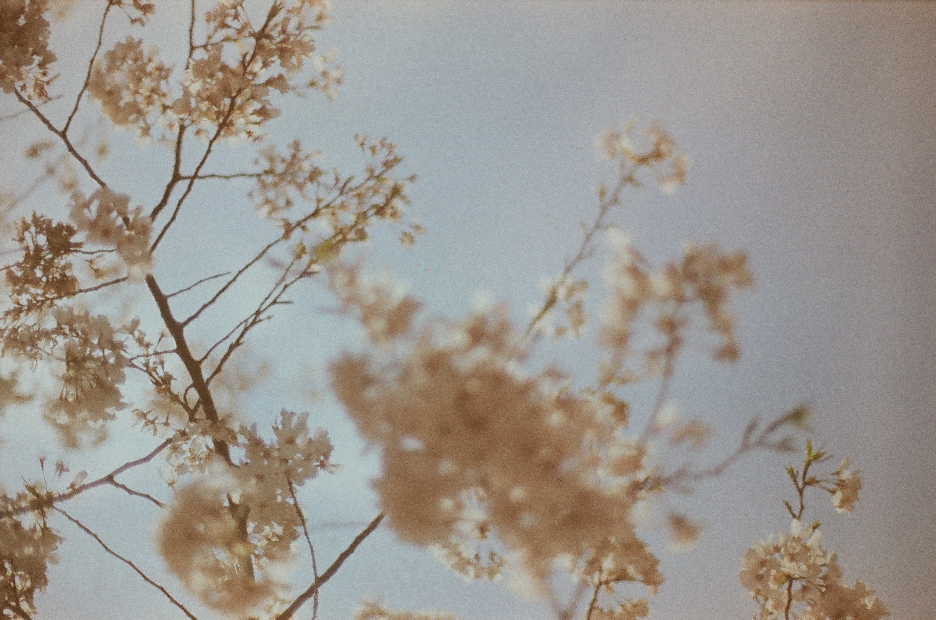 Multiple slender branches heavy with white blossoms cross a hazy pale sky, some blurred and some closer to focus.