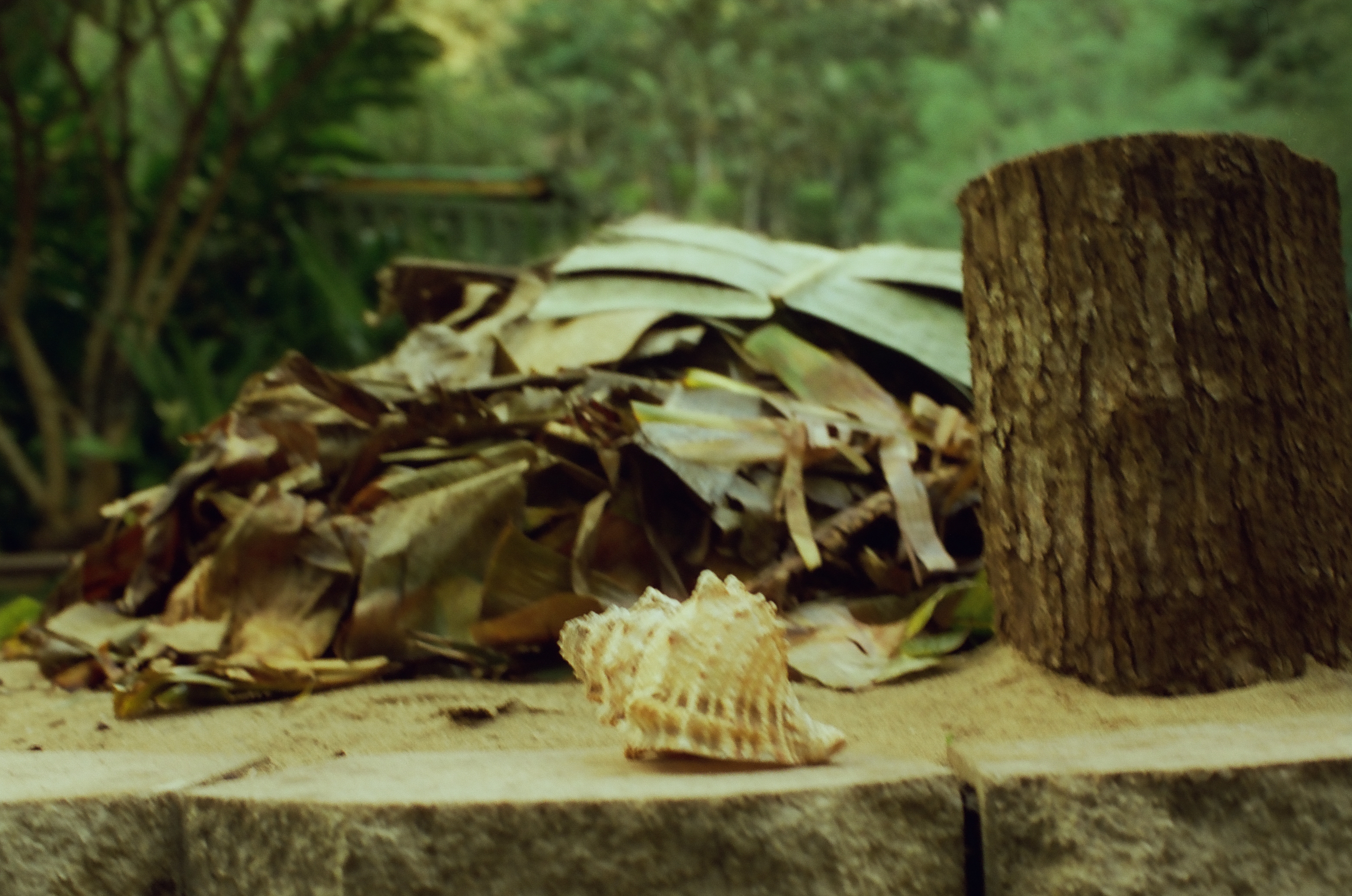 A pale spiral shell rests on stone before dried leaves, a cut stump, and dense green growth.