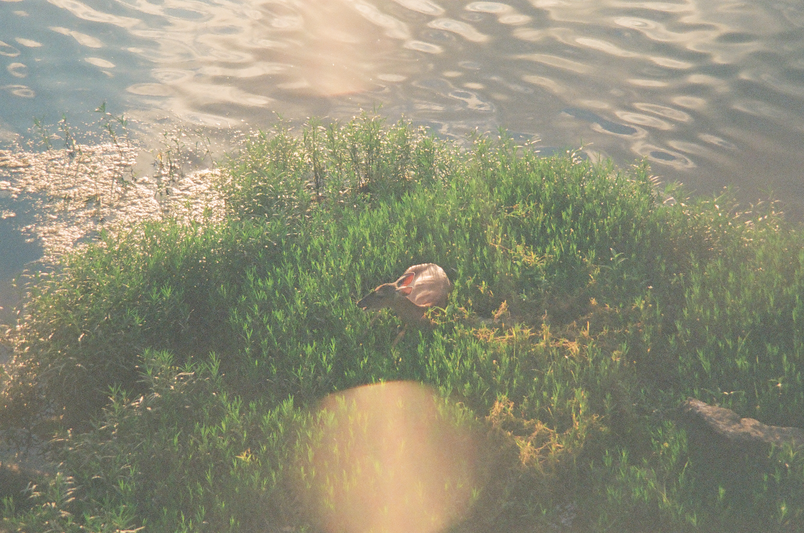 A large circular lens flare blooms over green grass where a deer's head, ear, and body are partly visible, sparkling water beyond.
