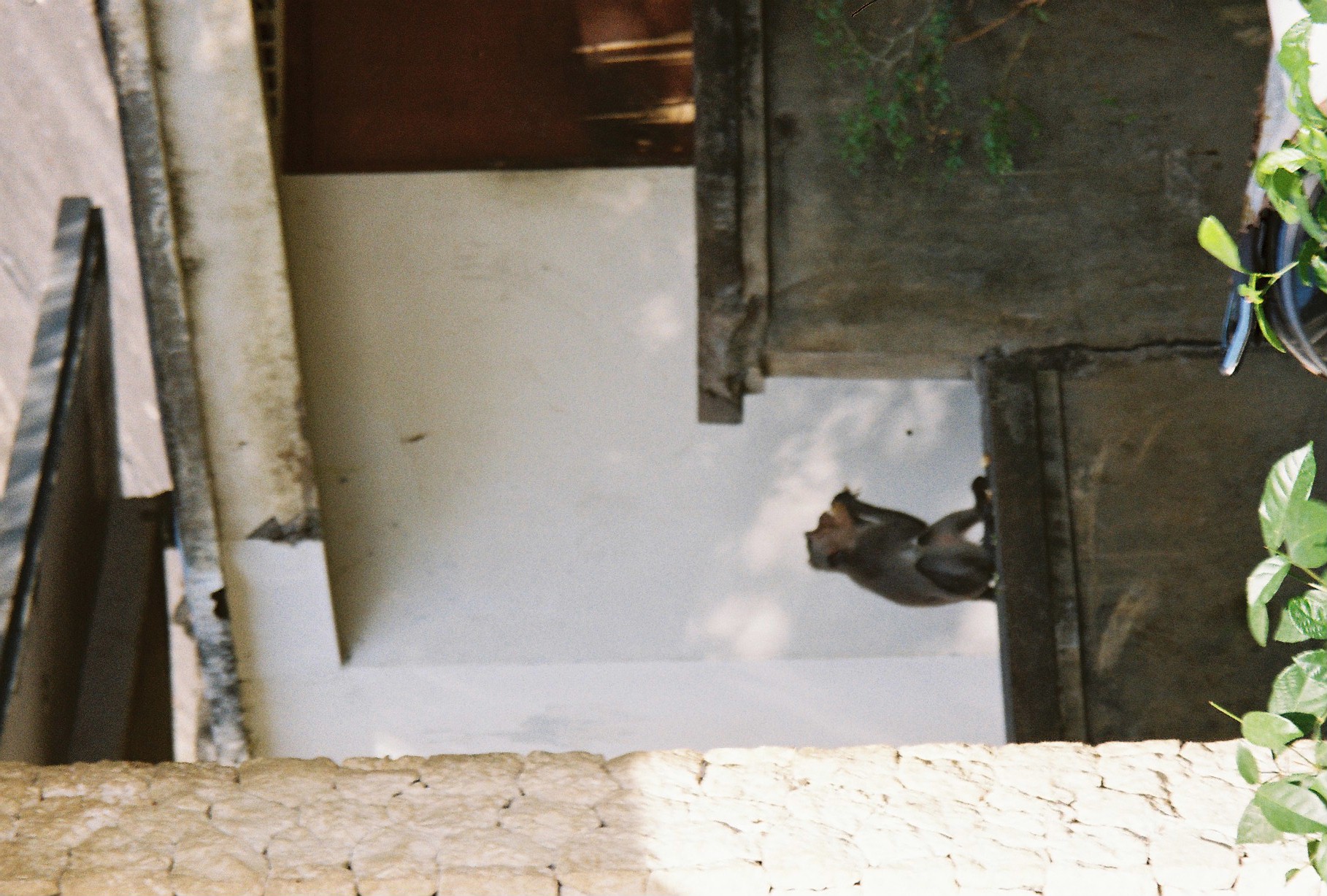 A small primate sits on a low wall with one forelimb raised near its mouth between pale building surfaces.